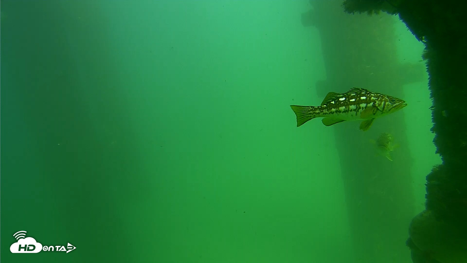 Snapshot of Scripps Pier Underwater Live Webcam taken Sep 18, 2026, 3:03pm PDT