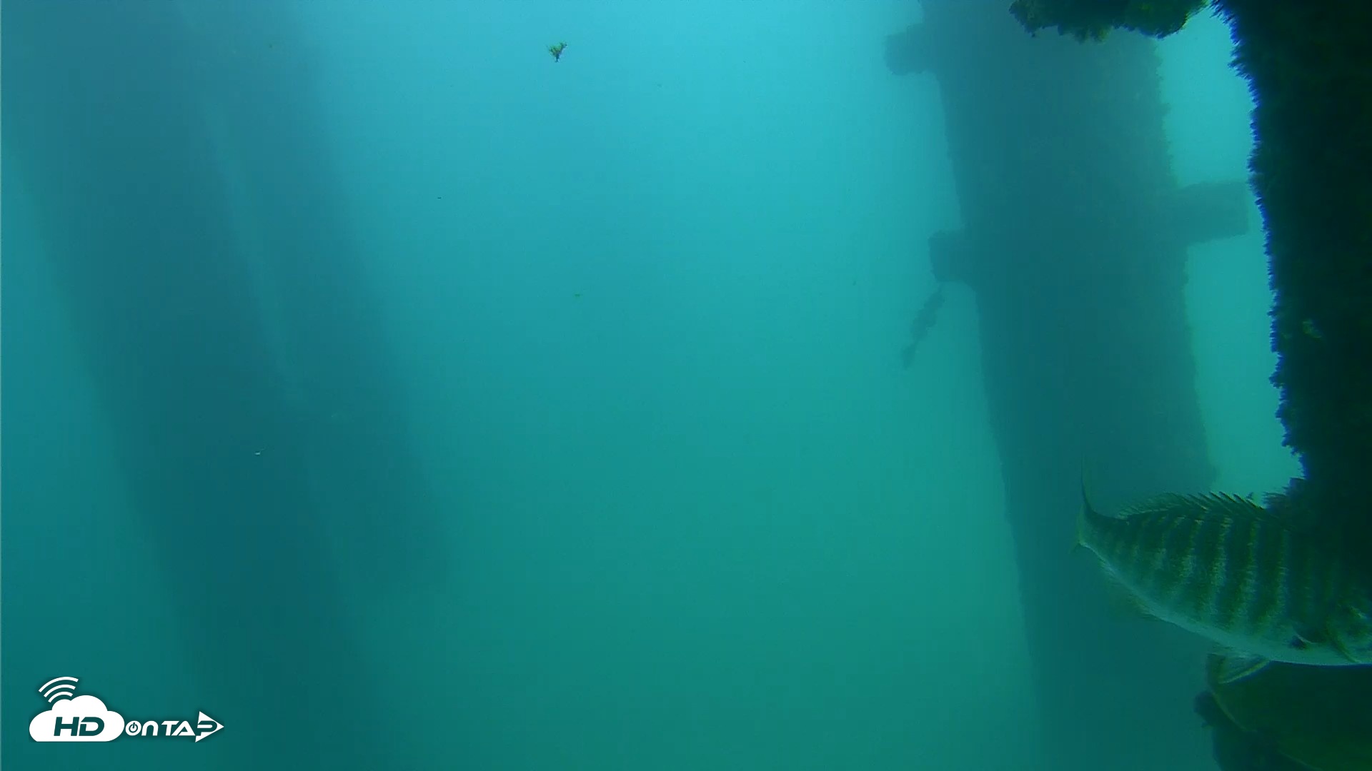 Snapshot of Scripps Pier Underwater Live Webcam taken Sep 23, 2026, 2:22pm PDT
