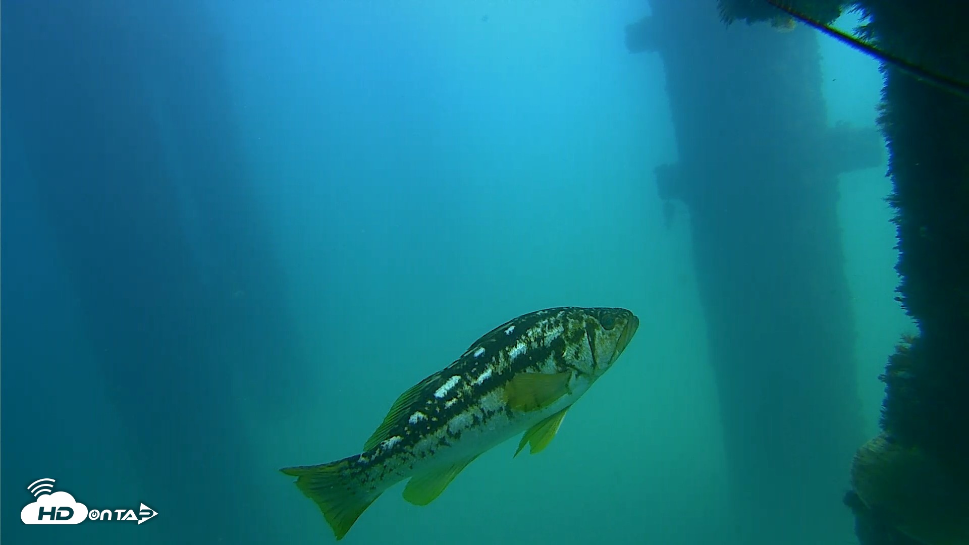 Snapshot of Scripps Pier Underwater Live Webcam taken Sep 22, 2026, 1:01pm PDT
