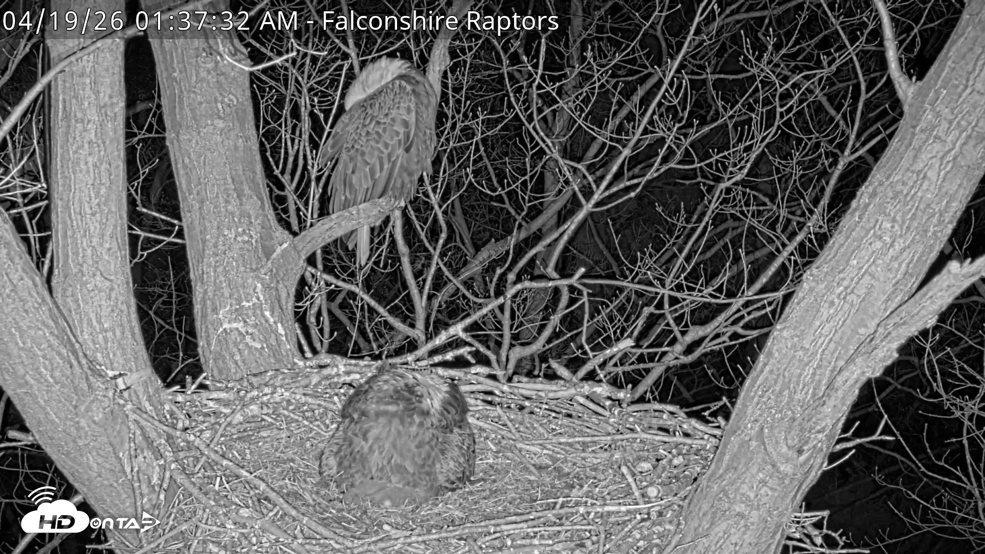 Snapshot of West Michigan Eagles Nest Live Cam taken Apr 19, 2026, 1:39am EDT