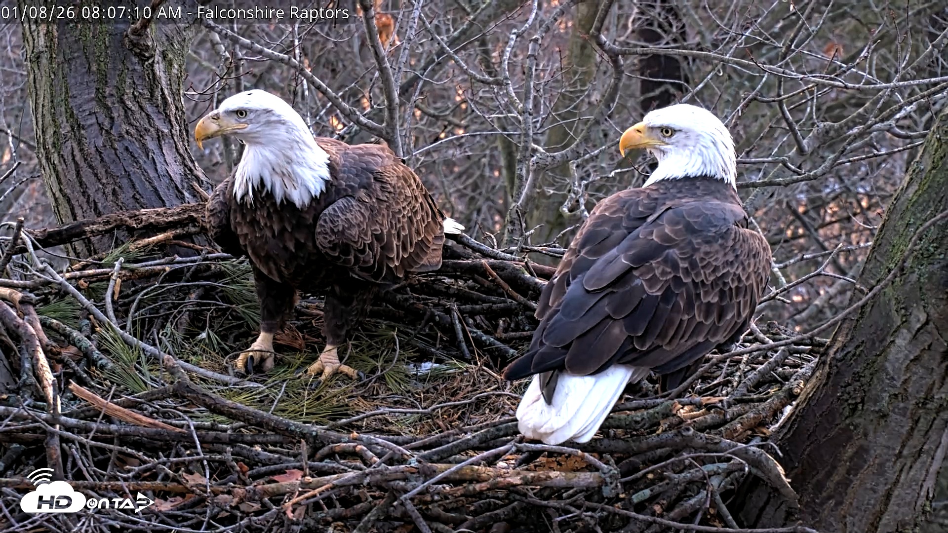 Snapshot of West Michigan Eagles Nest Live Cam taken Jan 8, 2026, 8:08am EST