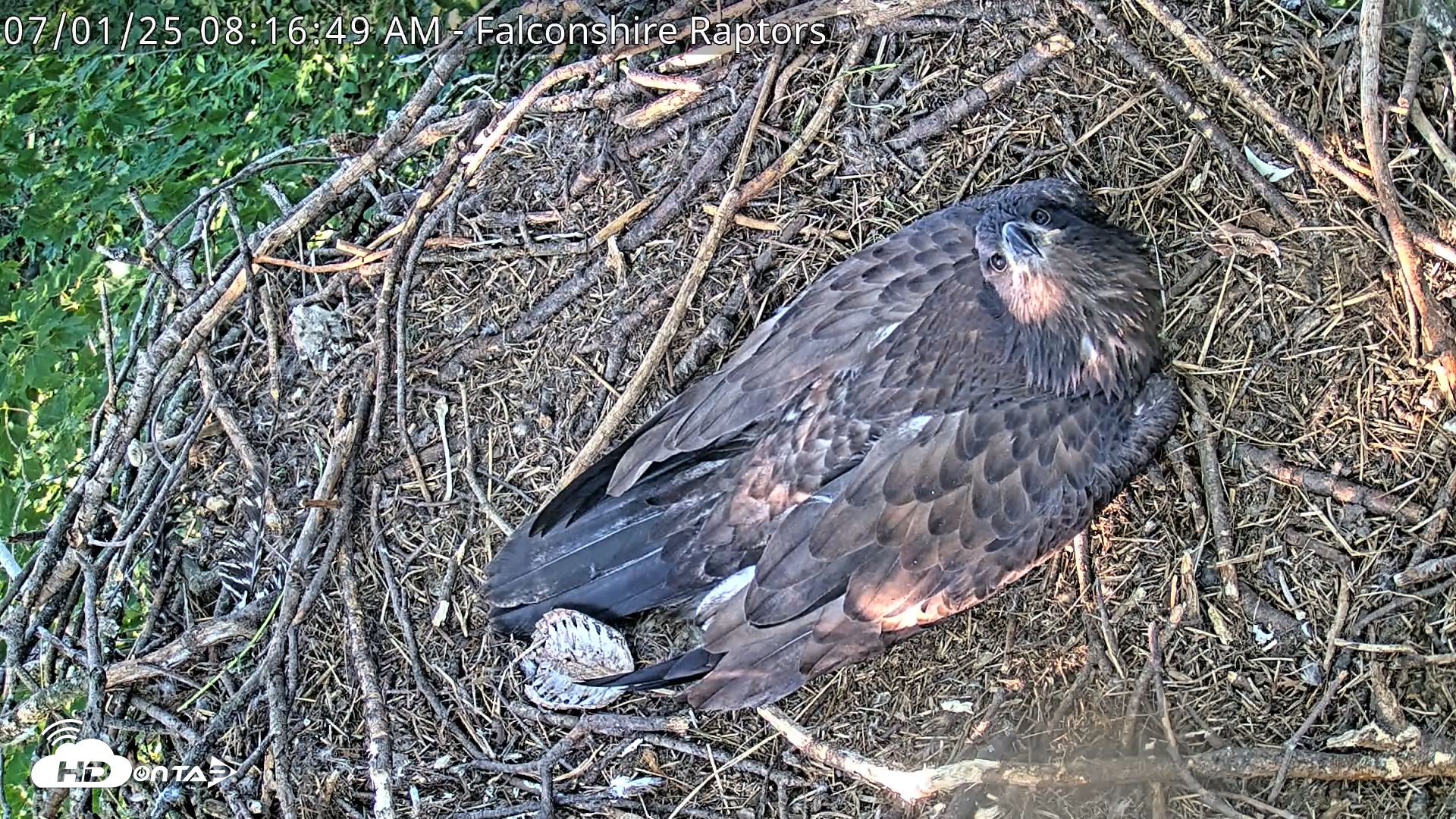 Snapshot of West Michigan Eagles Nest Live Cam taken Jul 1, 2025, 8:17am EDT