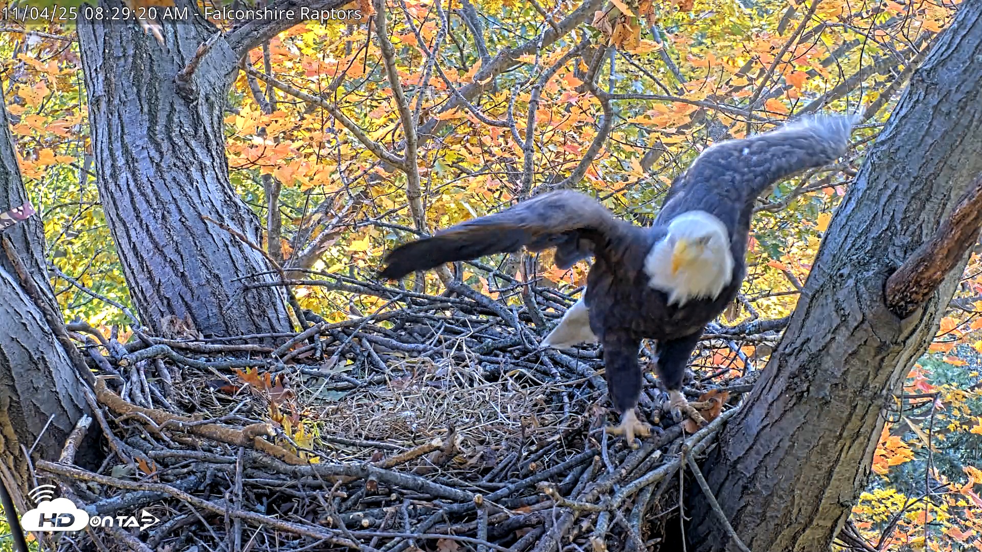 Snapshot of West Michigan Eagles Nest Live Cam taken Nov 4, 2025, 8:21am EST