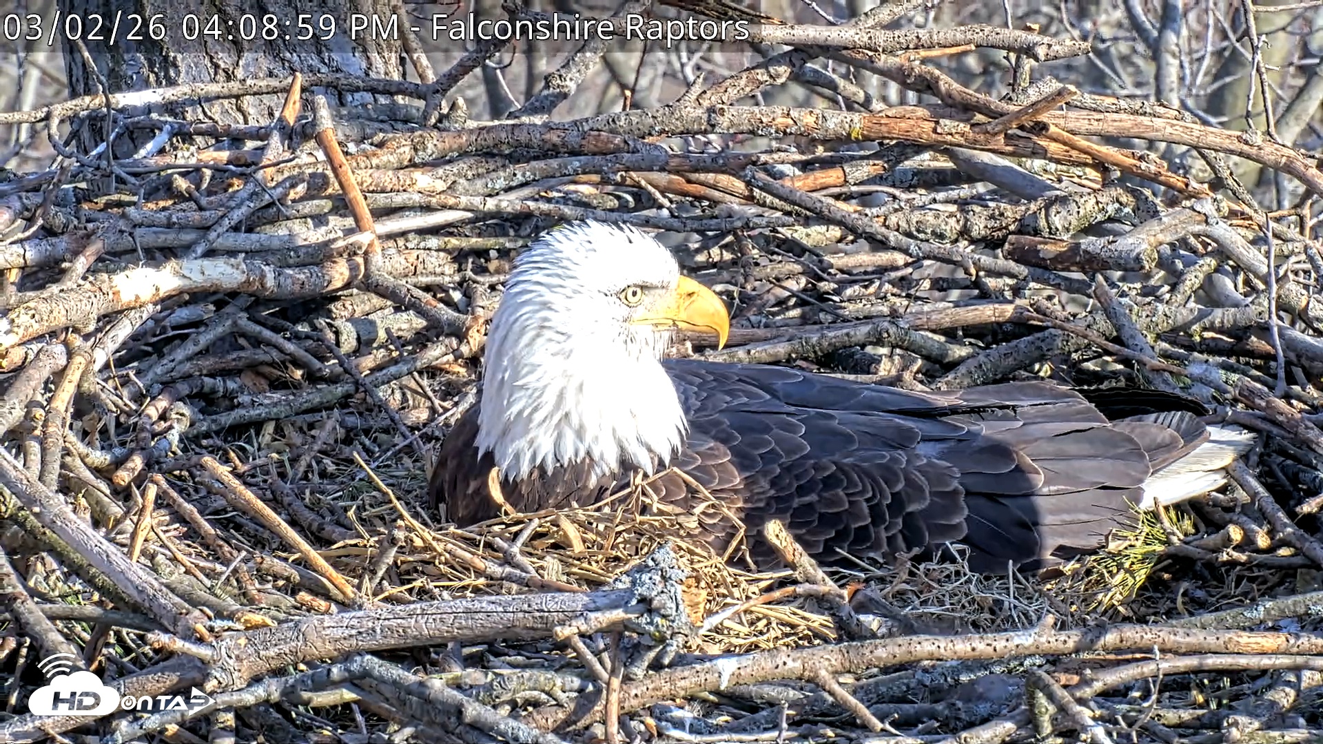 Snapshot of West Michigan Eagles Nest Live Cam taken Mar 2, 2026, 4:09pm EST
