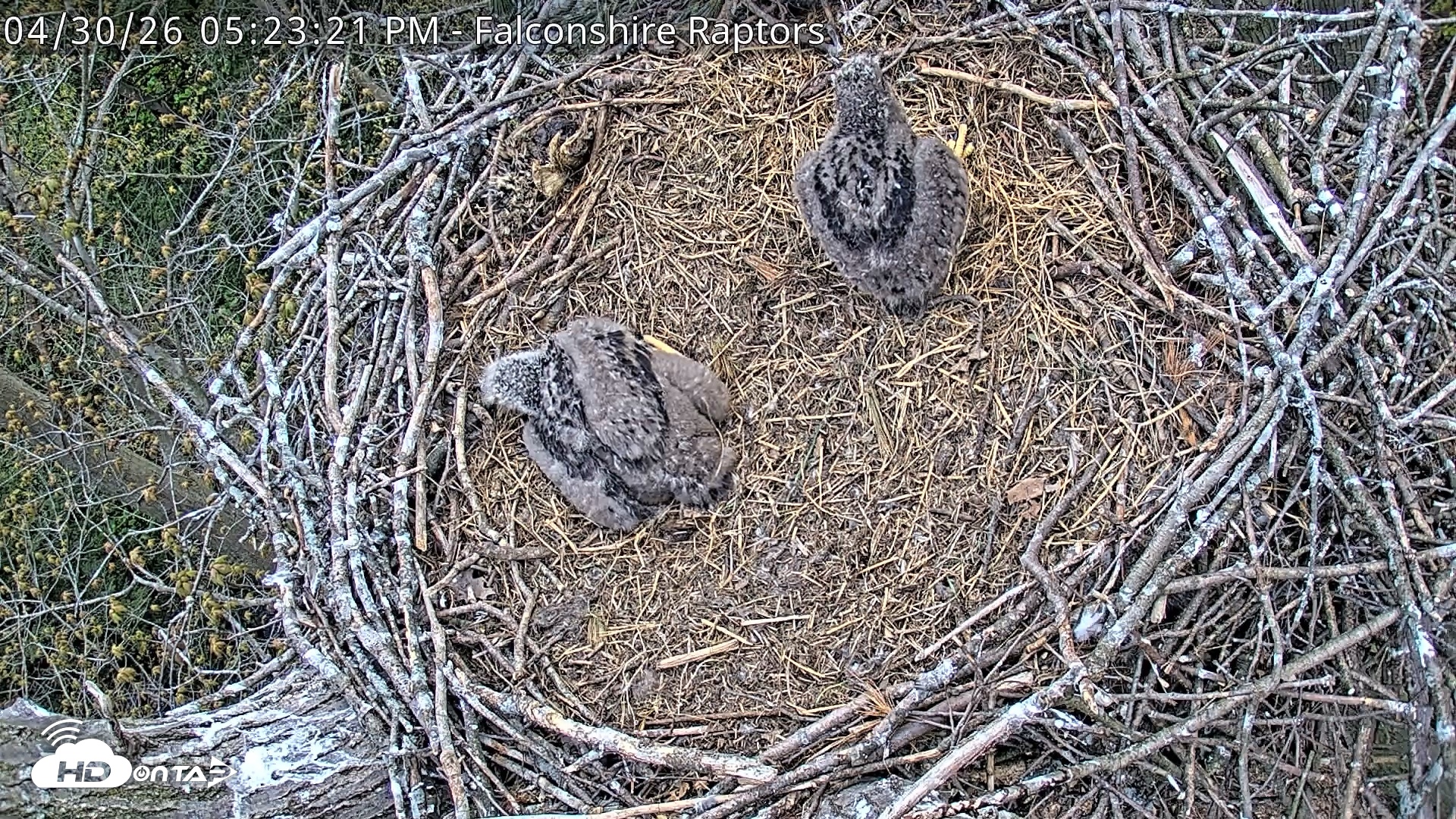 Snapshot of West Michigan Eagles Nest Live Cam taken Apr 30, 2026, 5:24pm EDT