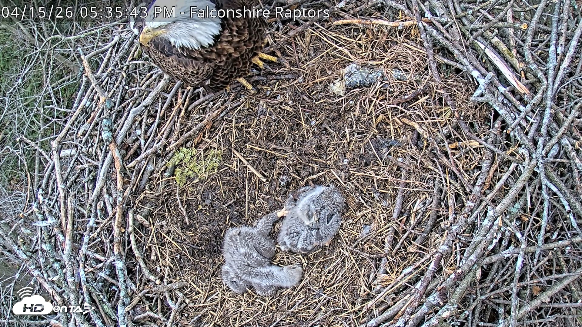 Snapshot of West Michigan Eagles Nest Live Cam taken Apr 15, 2026, 5:37pm EDT