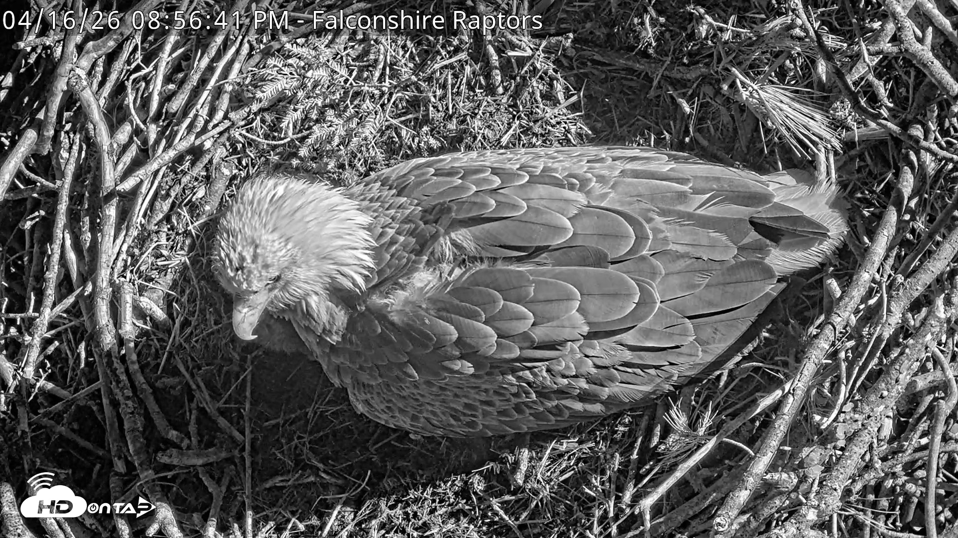 Snapshot of West Michigan Eagles Nest Live Cam taken Apr 16, 2026, 9:00pm EDT