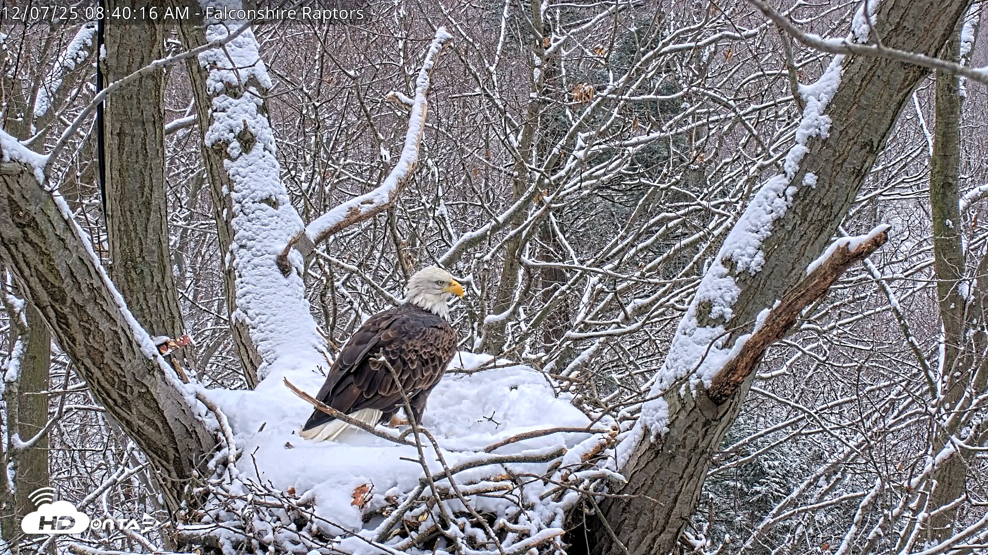 Snapshot of West Michigan Eagles Nest Live Cam taken Dec 7, 2025, 8:41am EST
