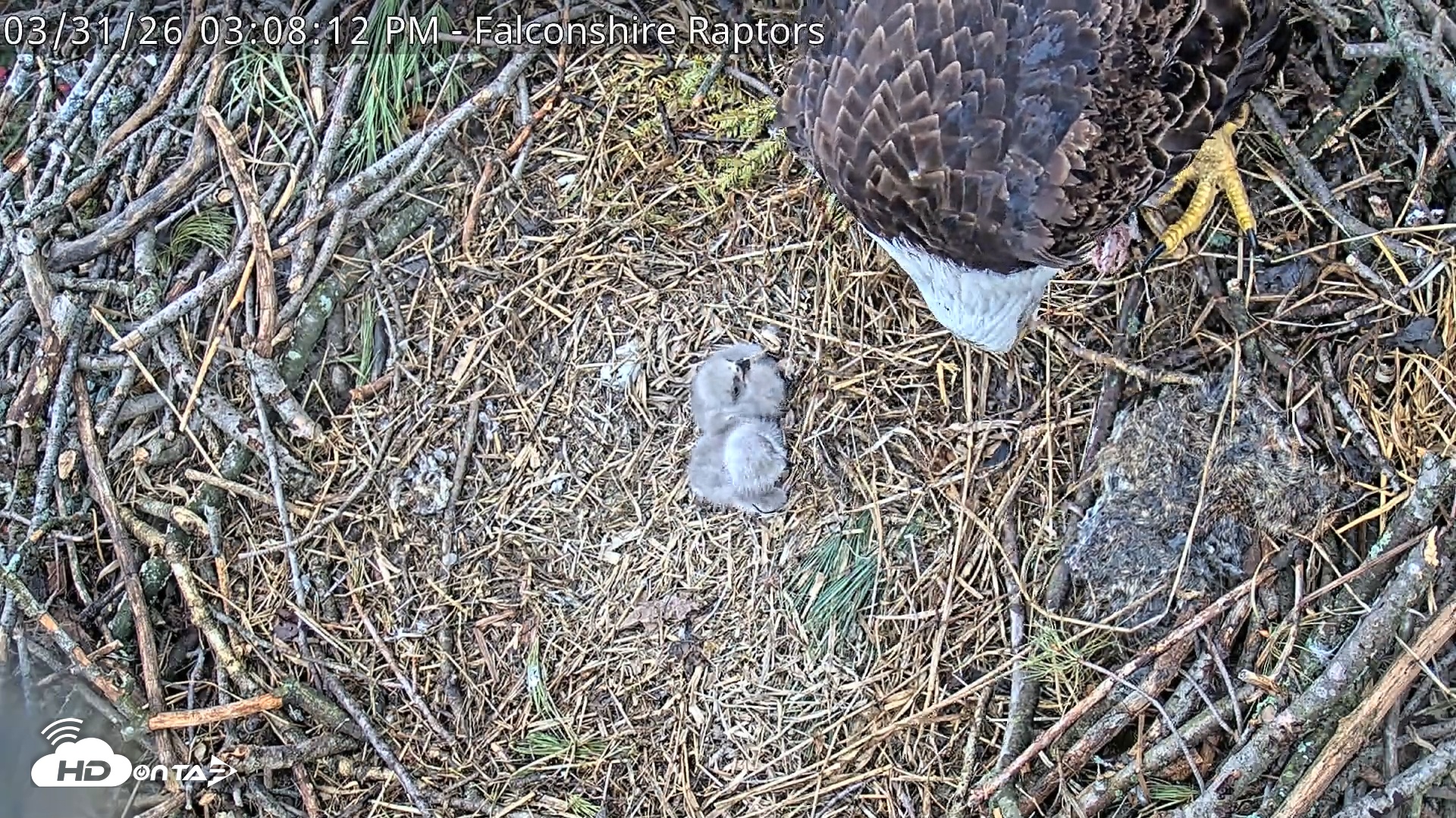 Snapshot of West Michigan Eagles Nest Live Cam taken Mar 31, 2026, 3:13pm EDT