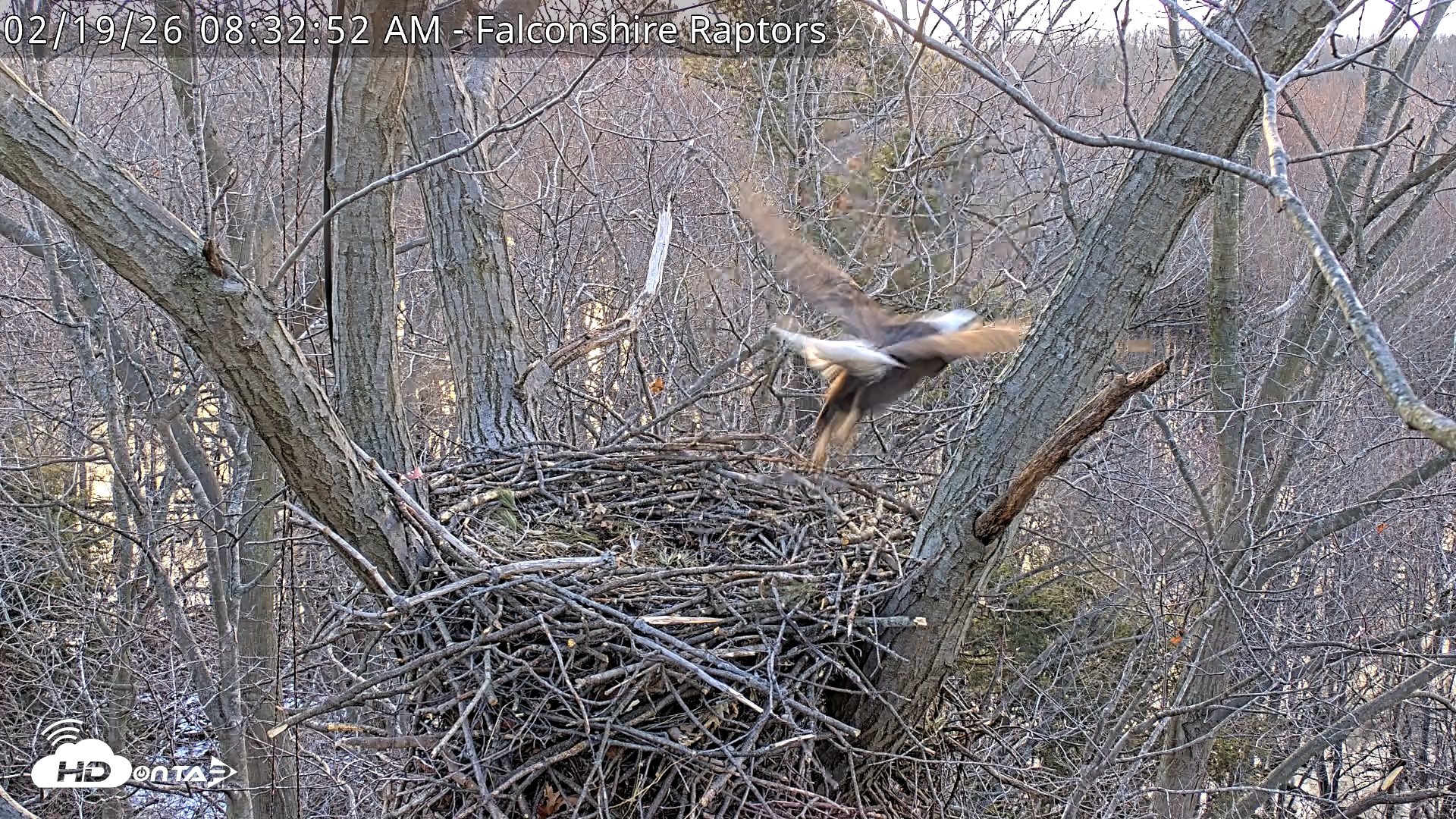 Snapshot of West Michigan Eagles Nest Live Cam taken Feb 19, 2026, 8:33am EST
