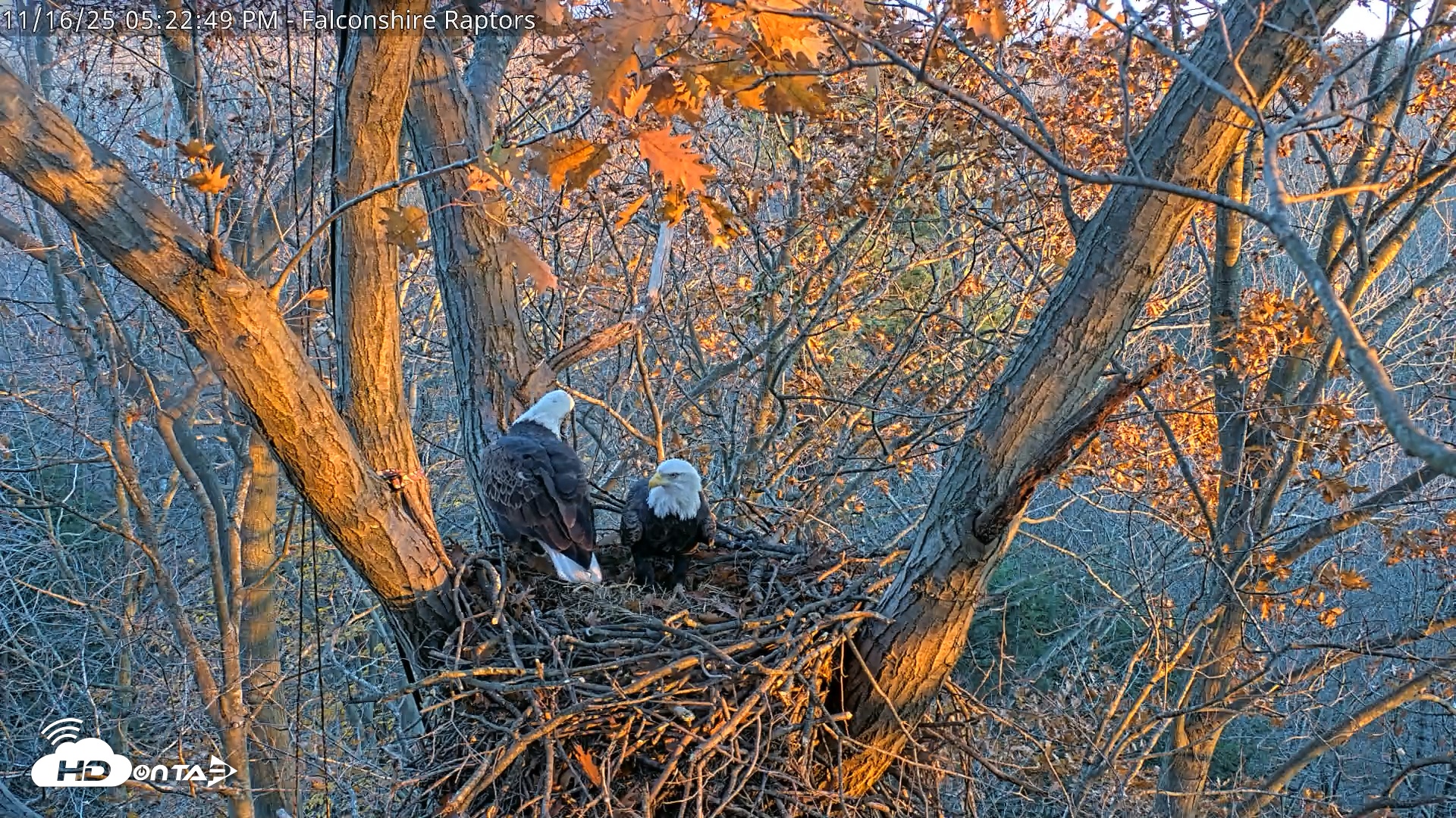 Snapshot of West Michigan Eagles Nest Live Cam taken Nov 16, 2025, 5:15pm EST