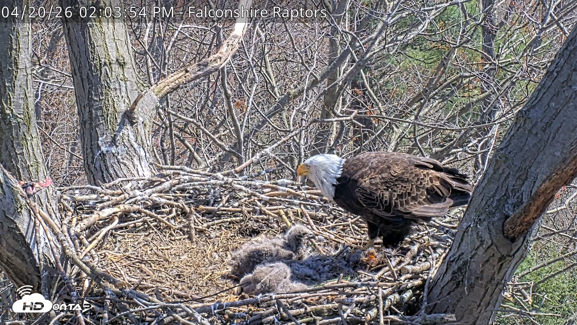 Snapshot of West Michigan Eagles Nest Live Cam taken Apr 20, 2026, 2:05pm EDT