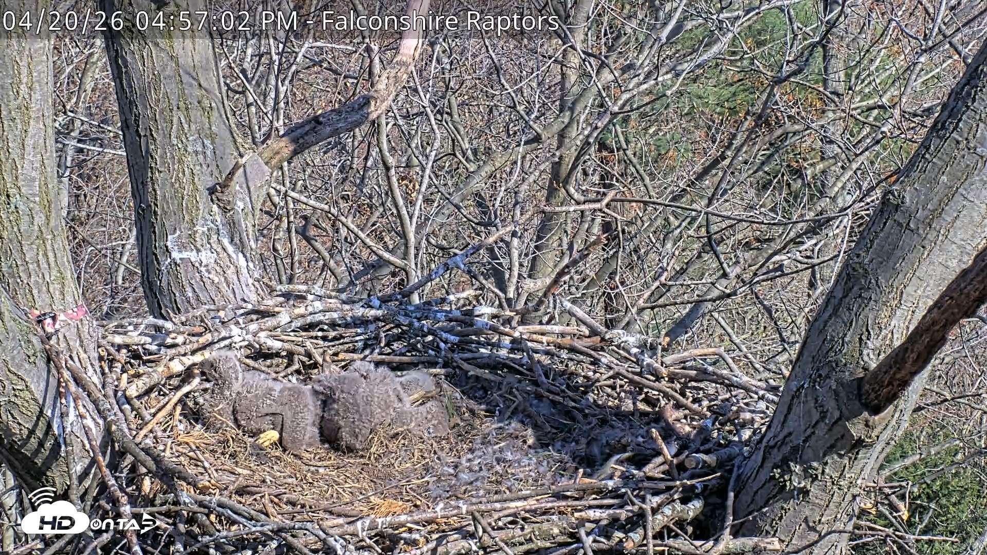 Snapshot of West Michigan Eagles Nest Live Cam taken Apr 20, 2026, 4:58pm EDT