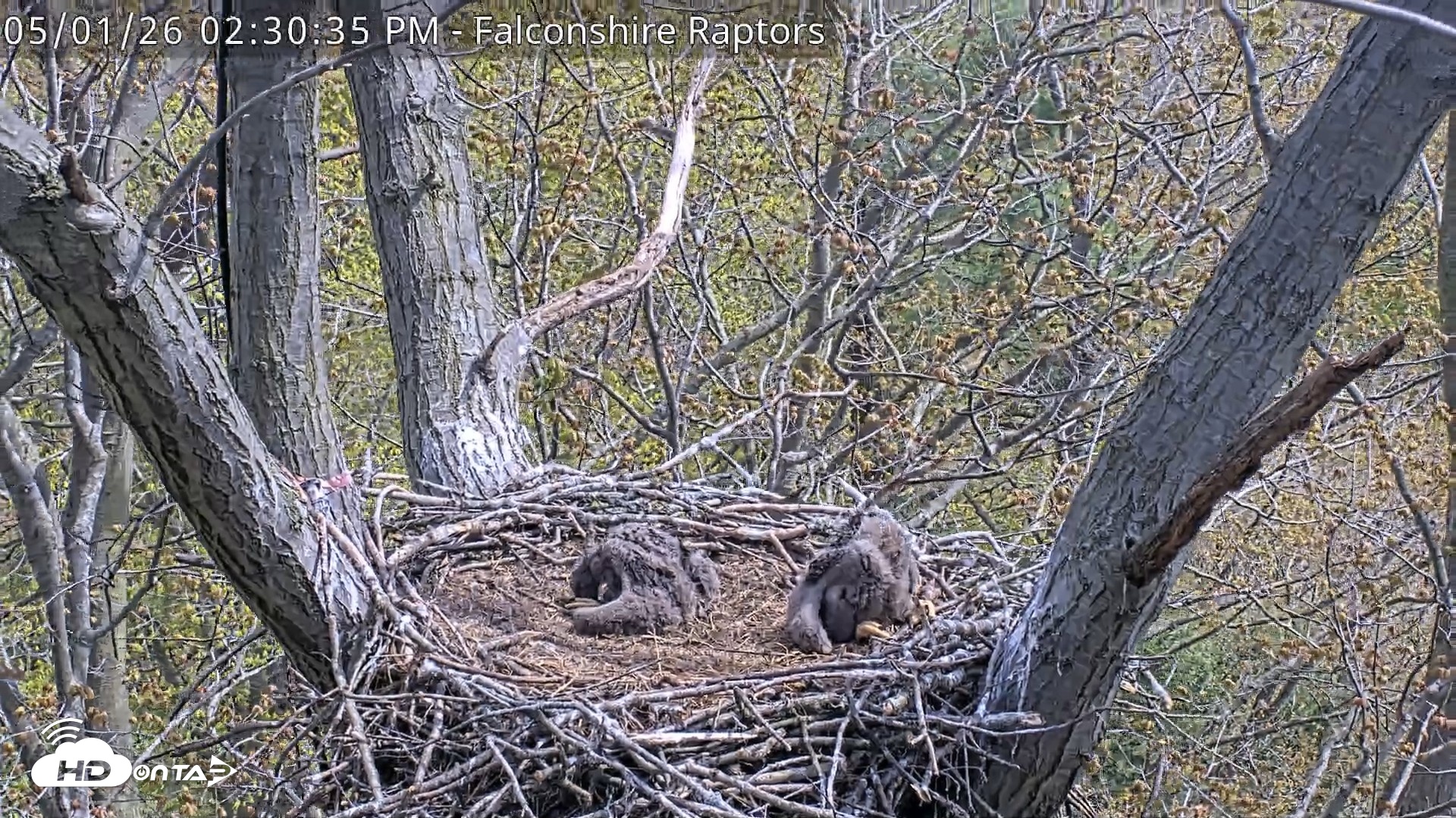 Snapshot of West Michigan Eagles Nest Live Cam taken May 1, 2026, 2:31pm EDT