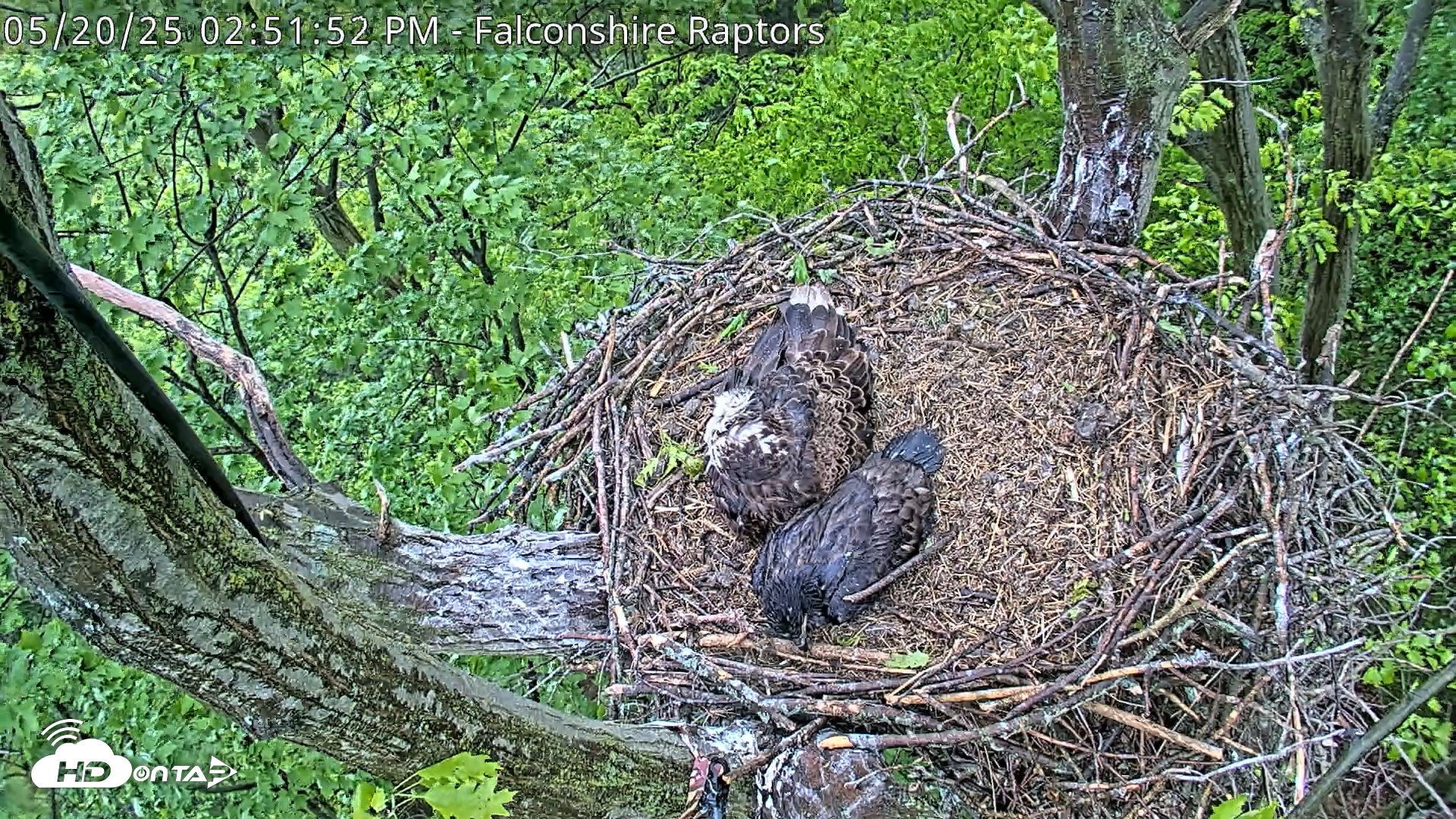 Snapshot of West Michigan Eagles Nest Live Cam taken May 20, 2025, 2:52pm EDT
