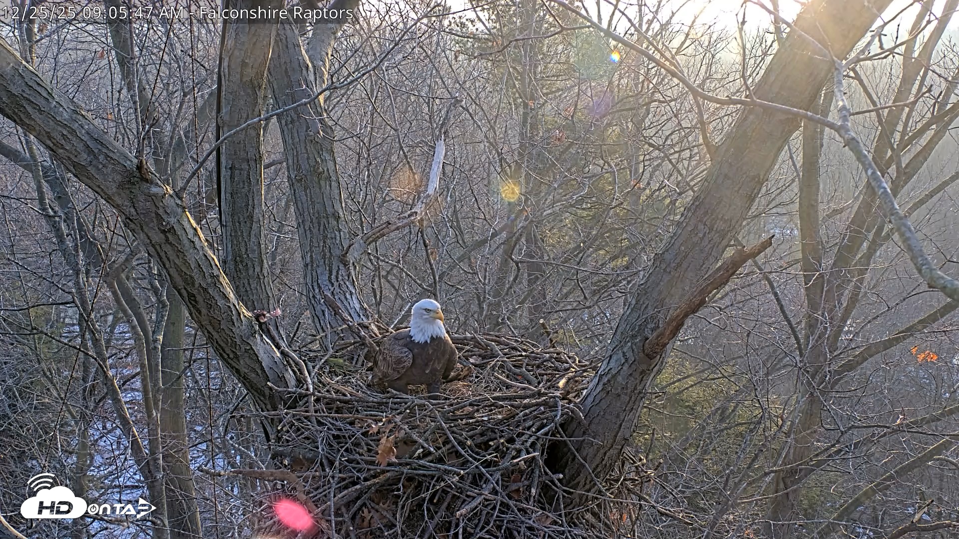 Snapshot of West Michigan Eagles Nest Live Cam taken Dec 25, 2025, 9:06am EST