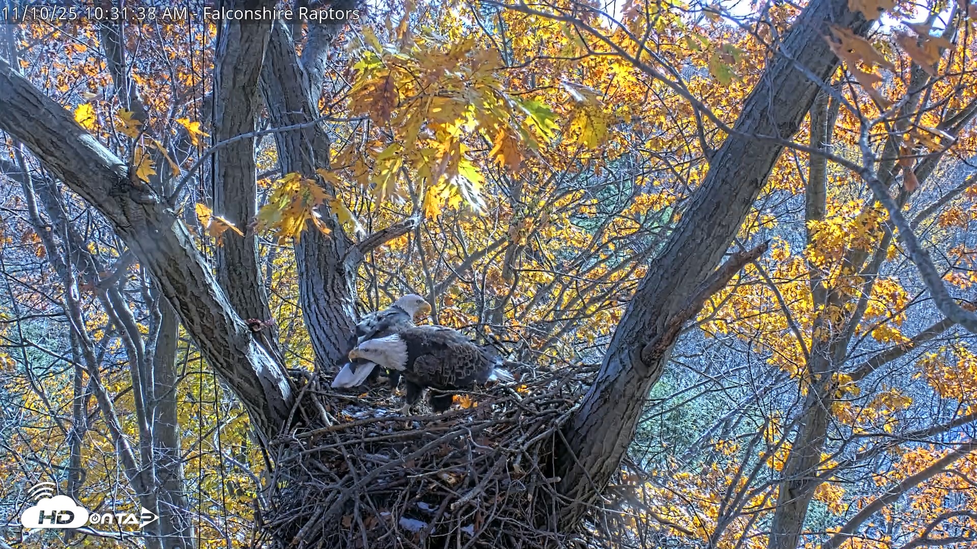 Snapshot of West Michigan Eagles Nest Live Cam taken Nov 10, 2025, 10:25am EST
