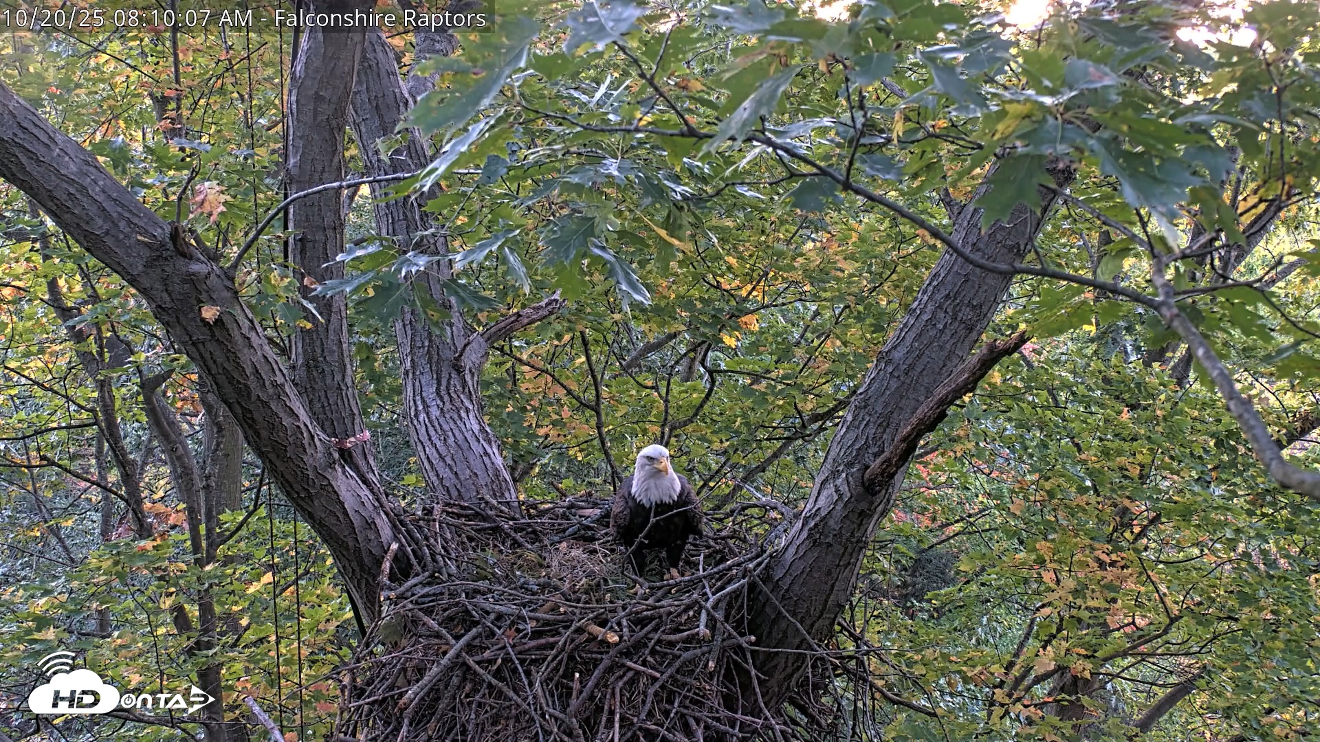 Snapshot of West Michigan Eagles Nest Live Cam taken Oct 20, 2025, 8:03am EDT