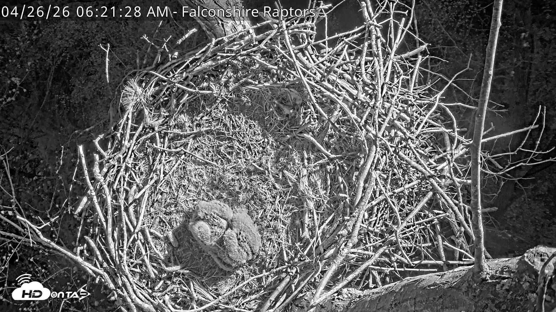 Snapshot of West Michigan Eagles Nest Live Cam taken Apr 26, 2026, 6:23am EDT