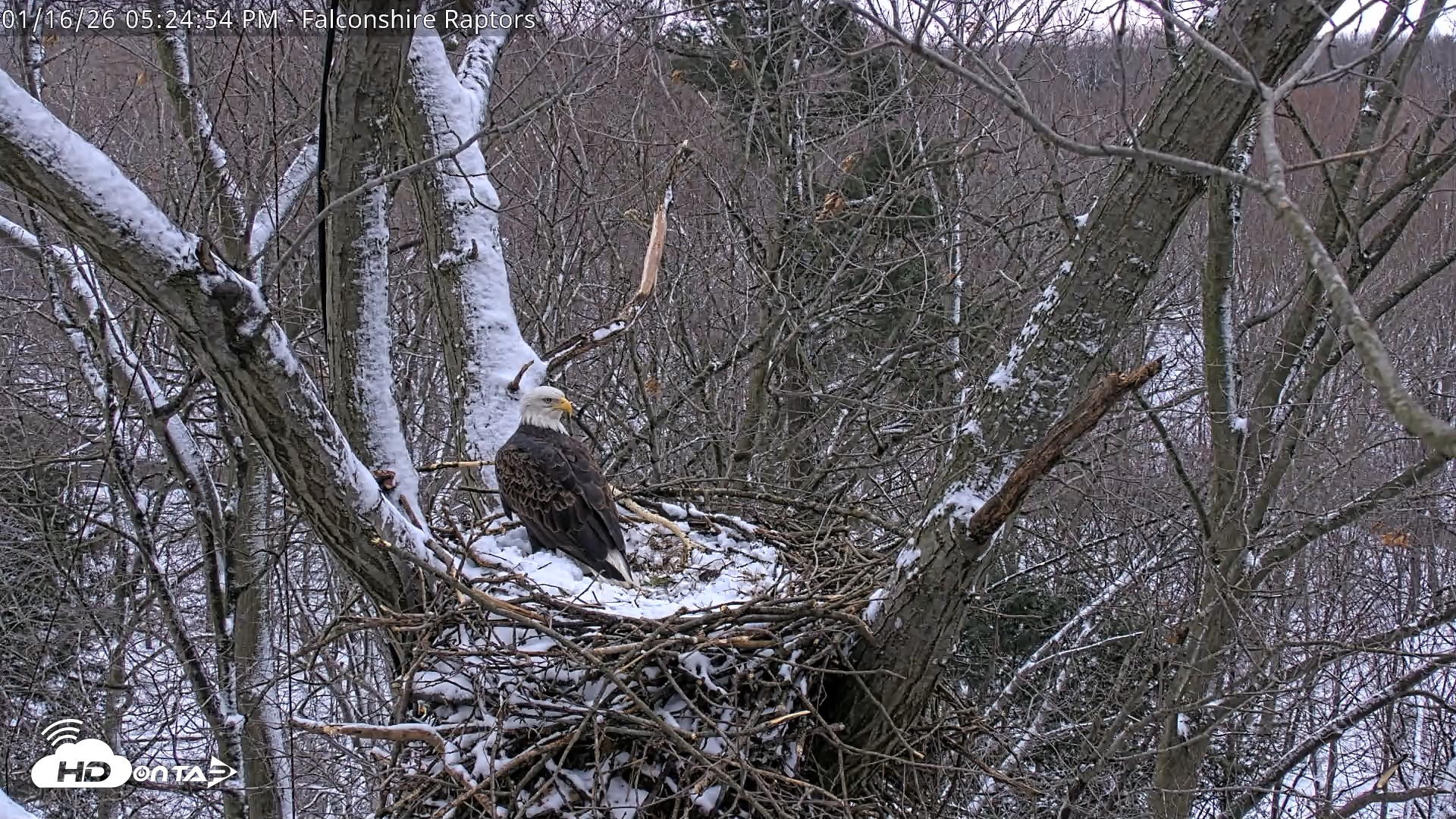 Snapshot of West Michigan Eagles Nest Live Cam taken Jan 16, 2026, 5:26pm EST