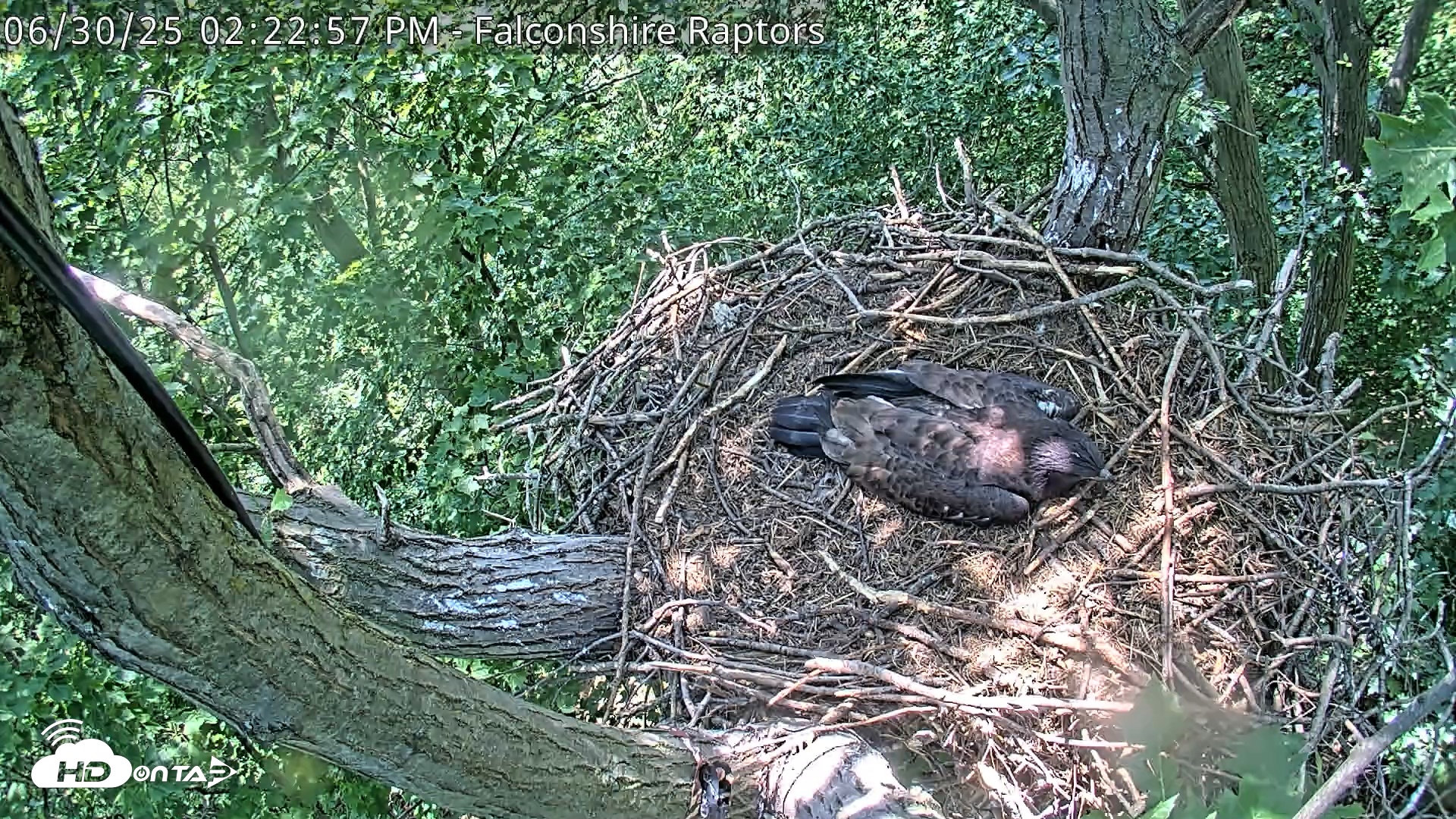 Snapshot of West Michigan Eagles Nest Live Cam taken Jun 30, 2025, 2:23pm EDT