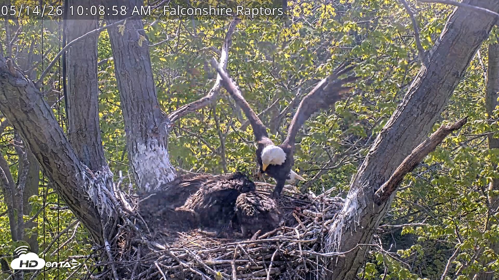 Snapshot of West Michigan Eagles Nest Live Cam taken May 14, 2026, 10:09am EDT