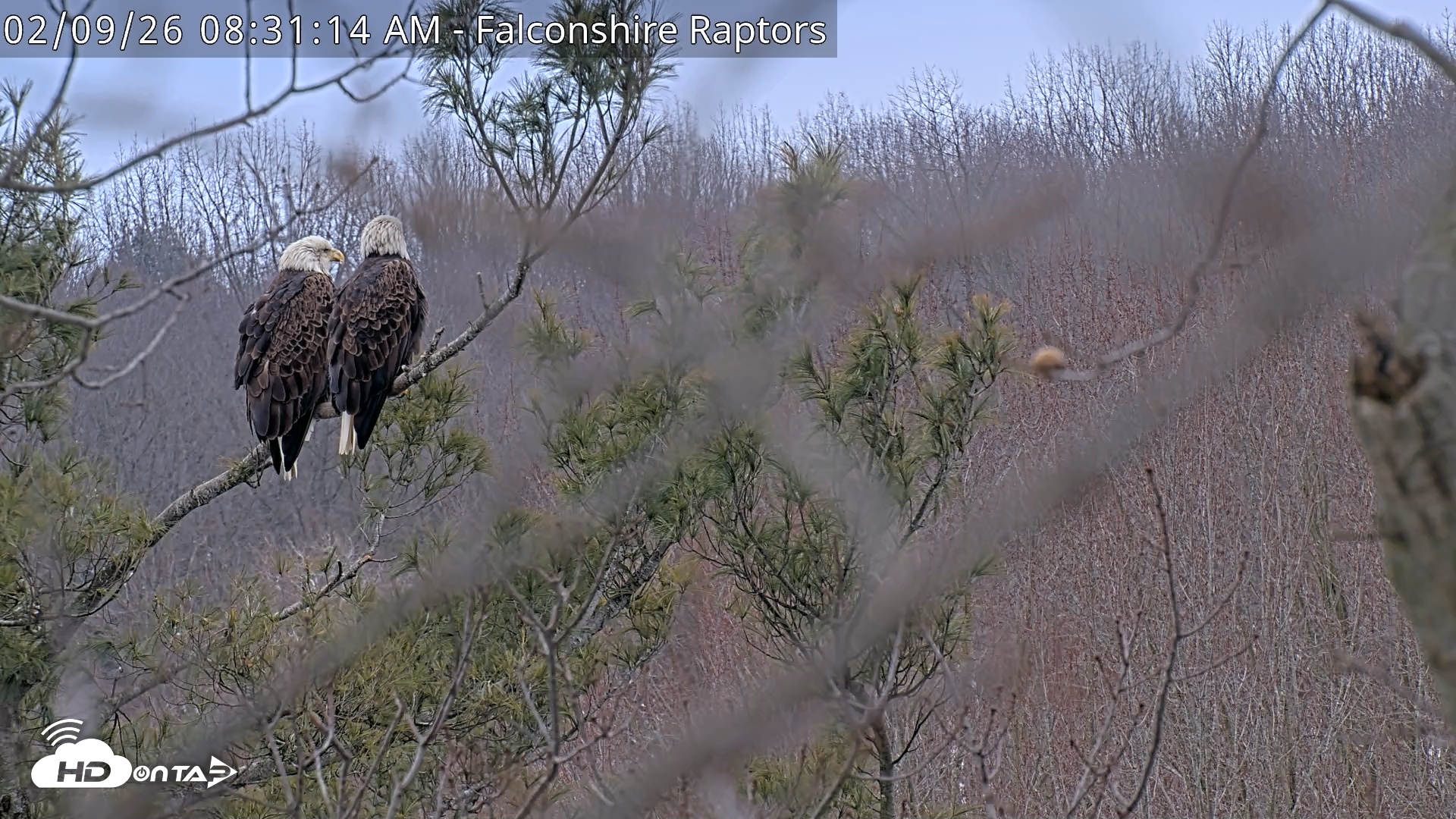 Snapshot of West Michigan Eagles Nest Live Cam taken Feb 9, 2026, 8:31am EST