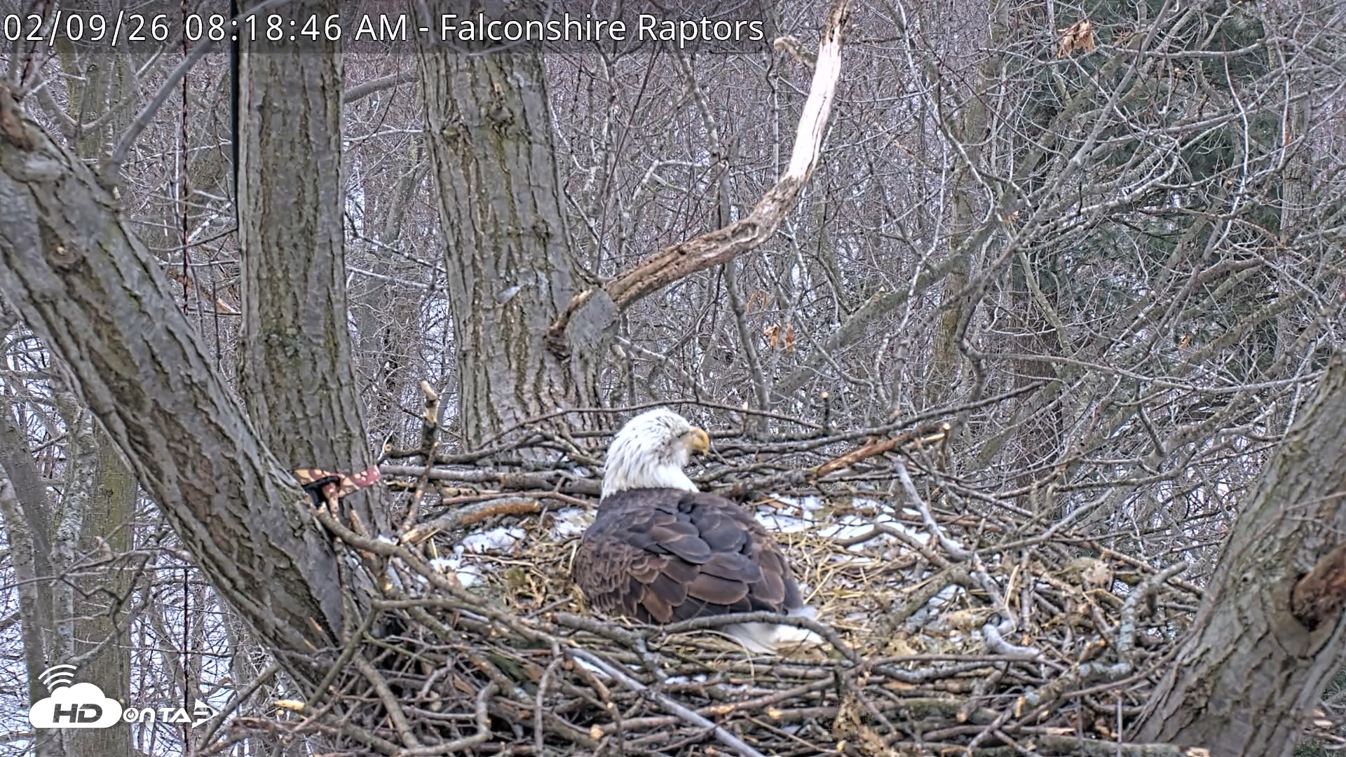 Snapshot of West Michigan Eagles Nest Live Cam taken Feb 9, 2026, 8:19am EST