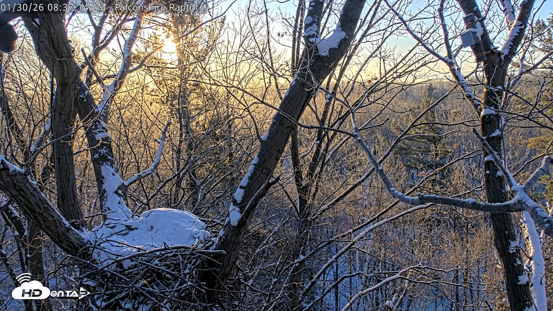 Snapshot of West Michigan Eagles Nest Live Cam taken Jan 30, 2026, 8:38am EST