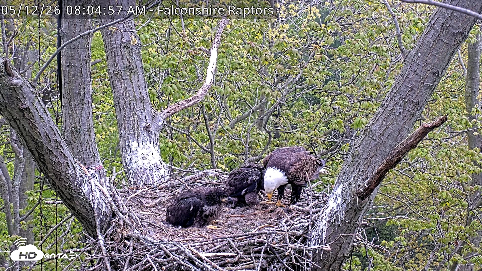 Snapshot of West Michigan Eagles Nest Live Cam taken May 12, 2026, 8:06am EDT