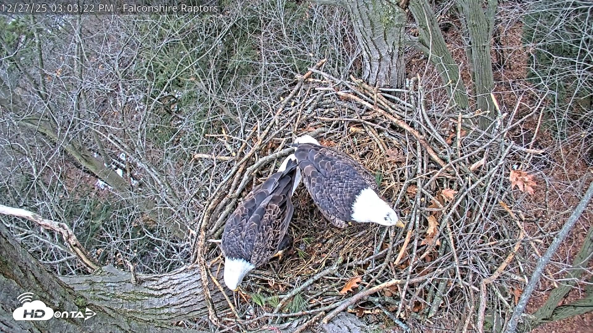 Snapshot of West Michigan Eagles Nest Live Cam taken Dec 27, 2025, 3:05pm EST
