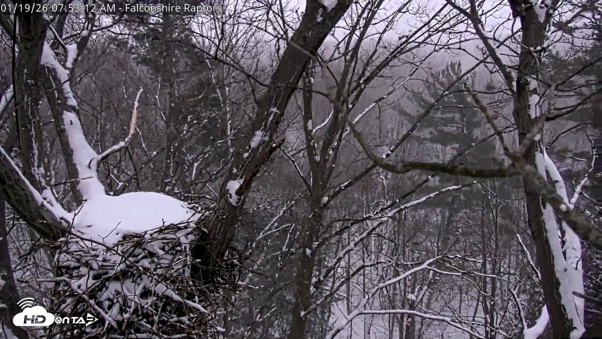 Snapshot of West Michigan Eagles Nest Live Cam taken Jan 19, 2026, 7:54am EST