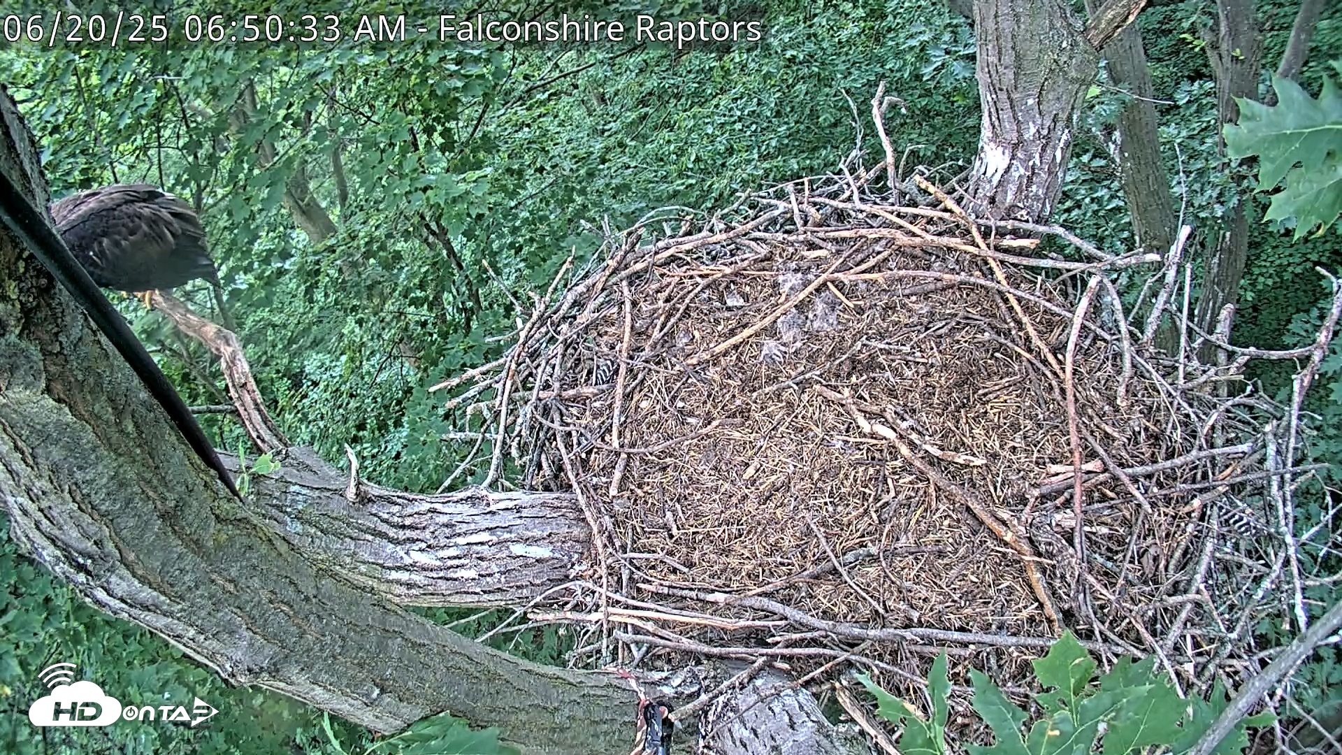 Snapshot of West Michigan Eagles Nest Live Cam taken Jun 20, 2025, 6:51am EDT