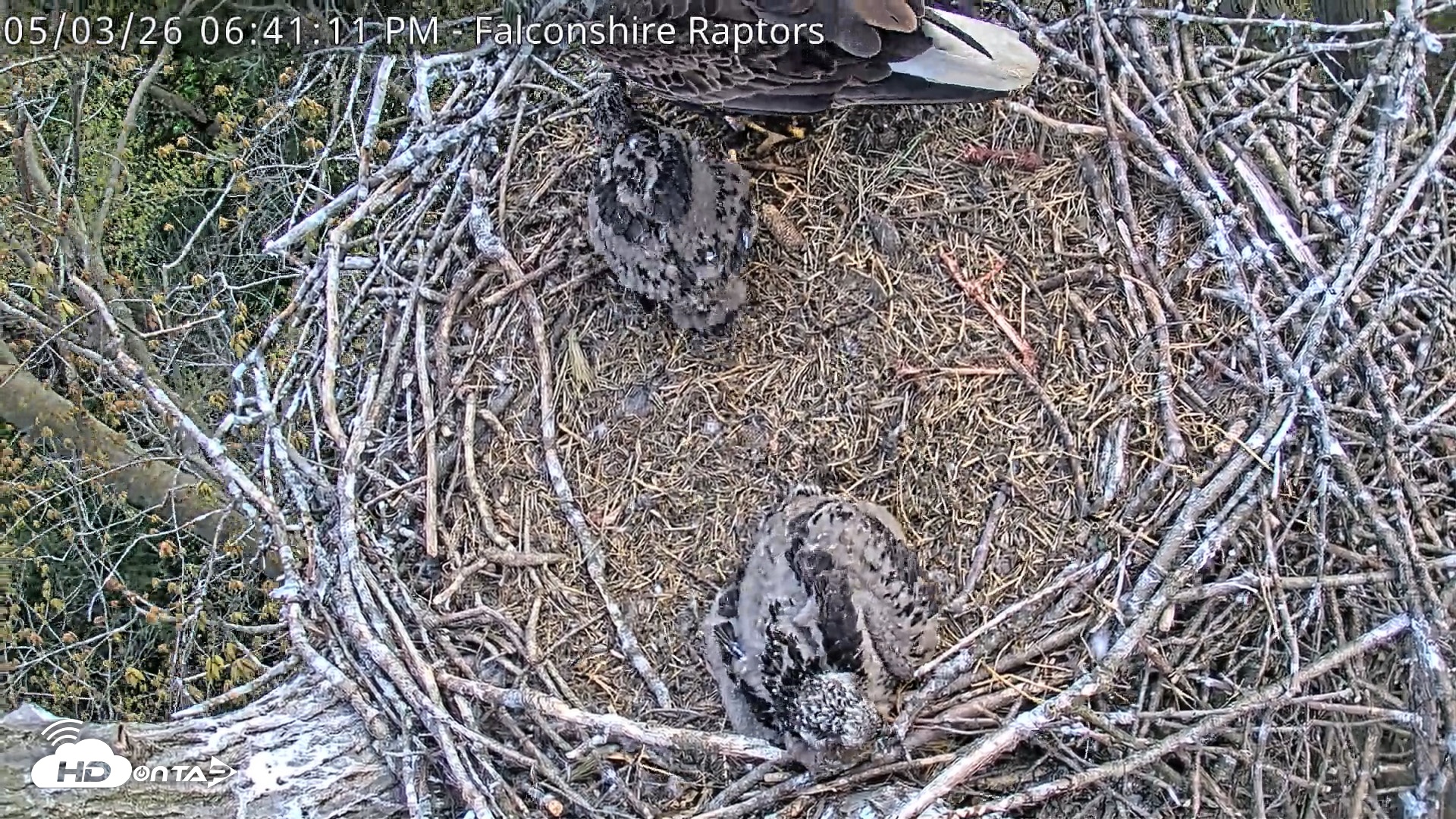 Snapshot of West Michigan Eagles Nest Live Cam taken May 3, 2026, 6:43pm EDT