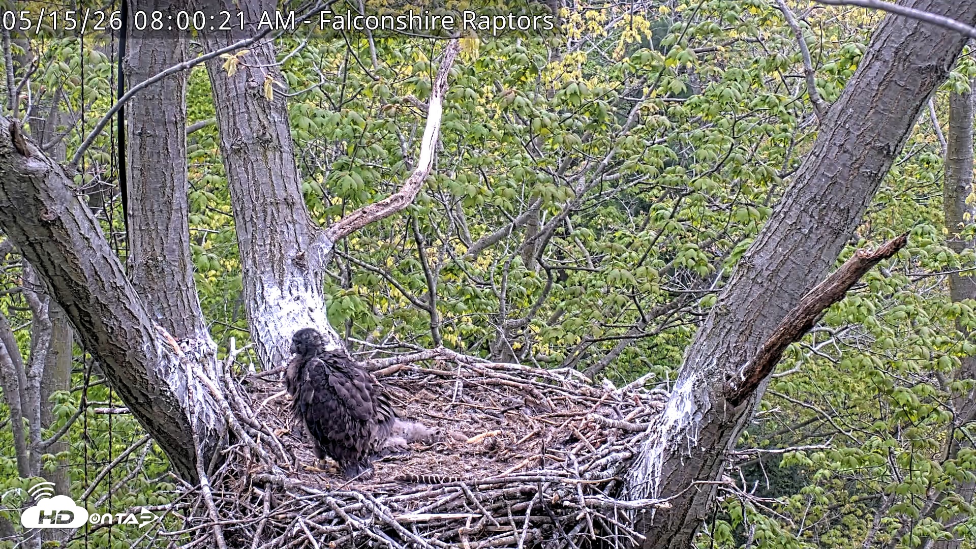 Snapshot of West Michigan Eagles Nest Live Cam taken May 15, 2026, 8:01am EDT