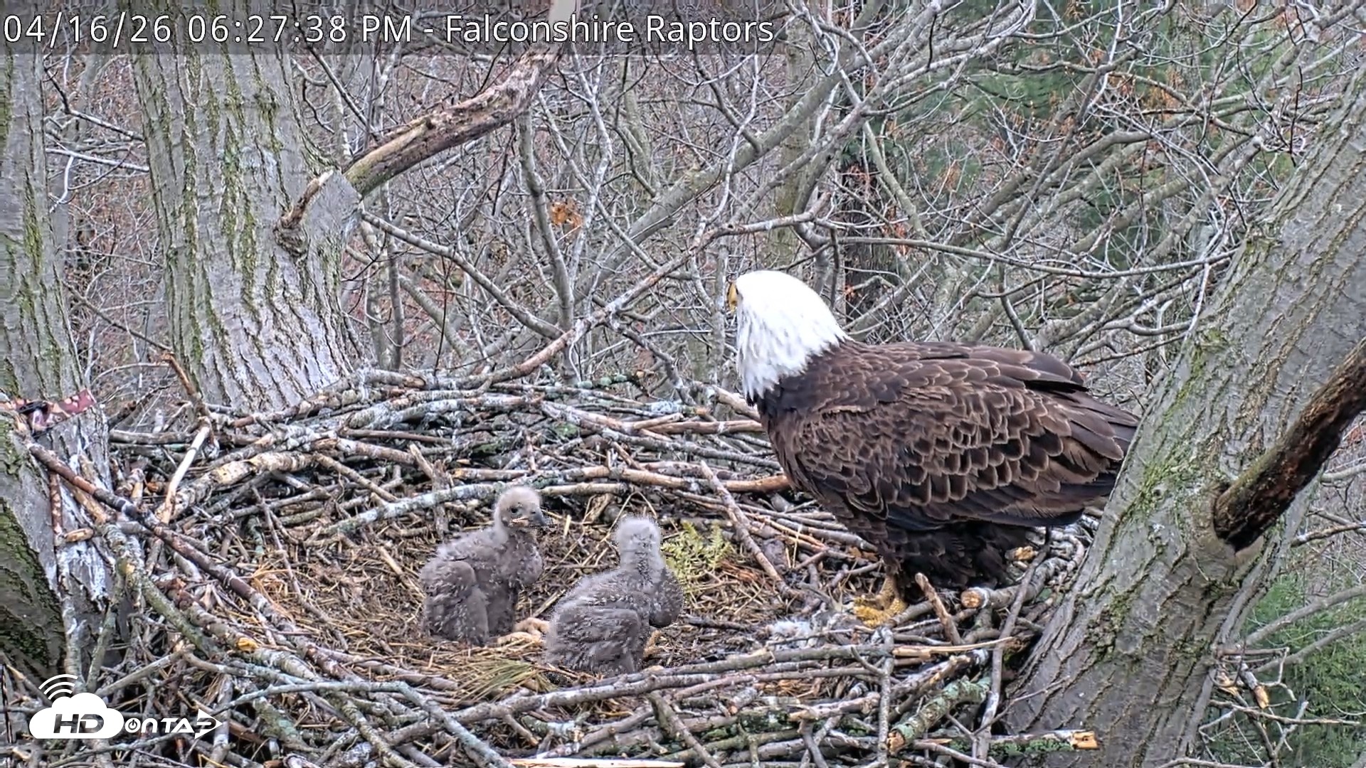 Snapshot of West Michigan Eagles Nest Live Cam taken Apr 16, 2026, 6:28pm EDT