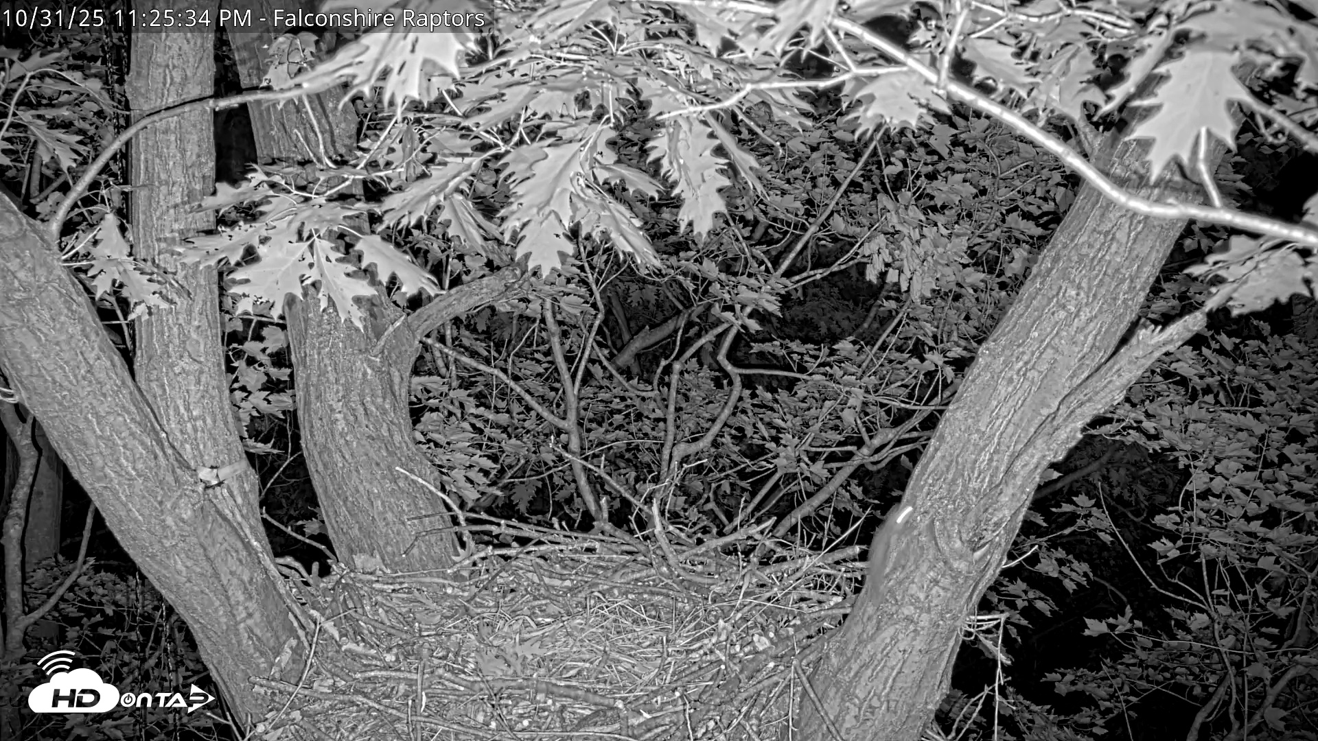 Snapshot of West Michigan Eagles Nest Live Cam taken Oct 31, 2025, 11:18pm EDT