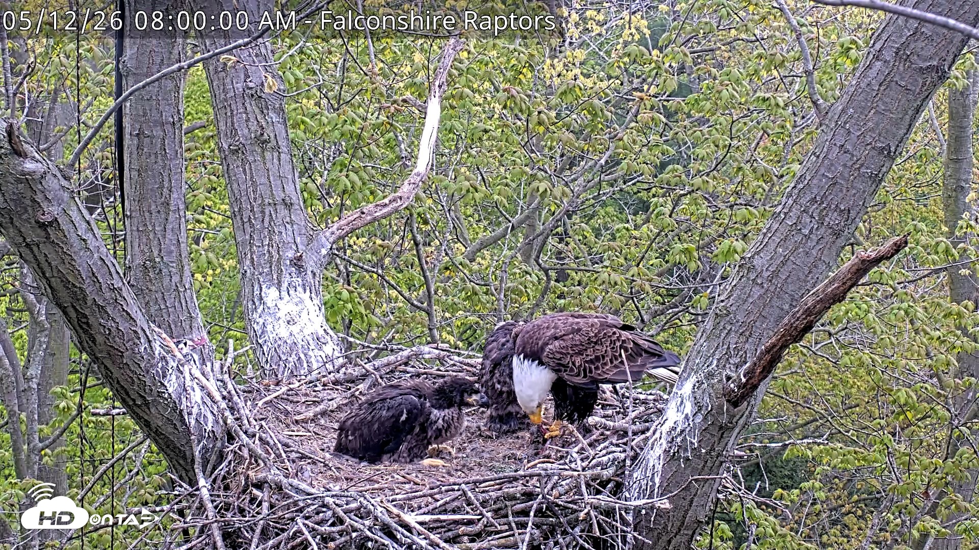 Snapshot of West Michigan Eagles Nest Live Cam taken May 12, 2026, 8:01am EDT