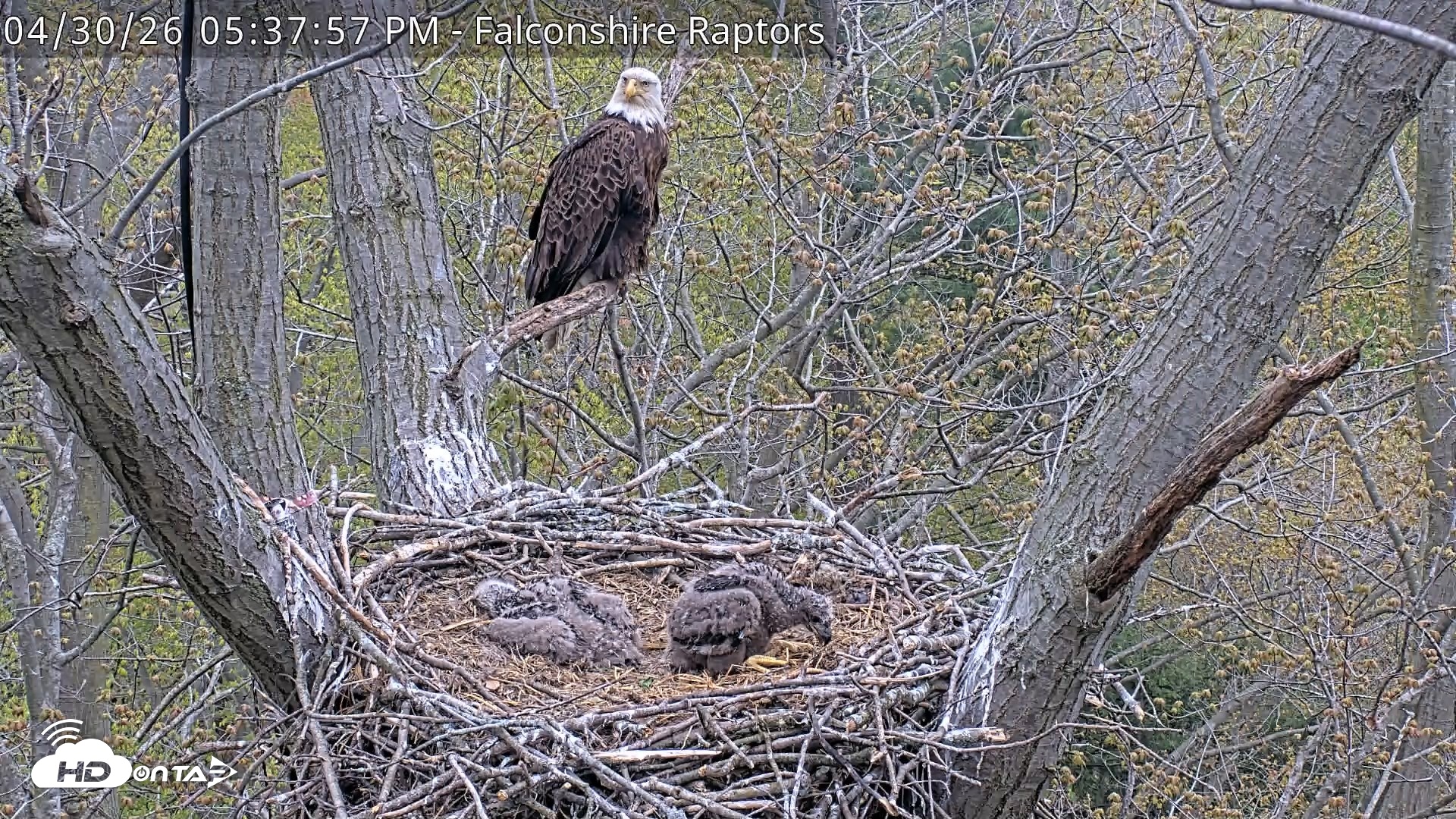 Snapshot of West Michigan Eagles Nest Live Cam taken Apr 30, 2026, 5:38pm EDT