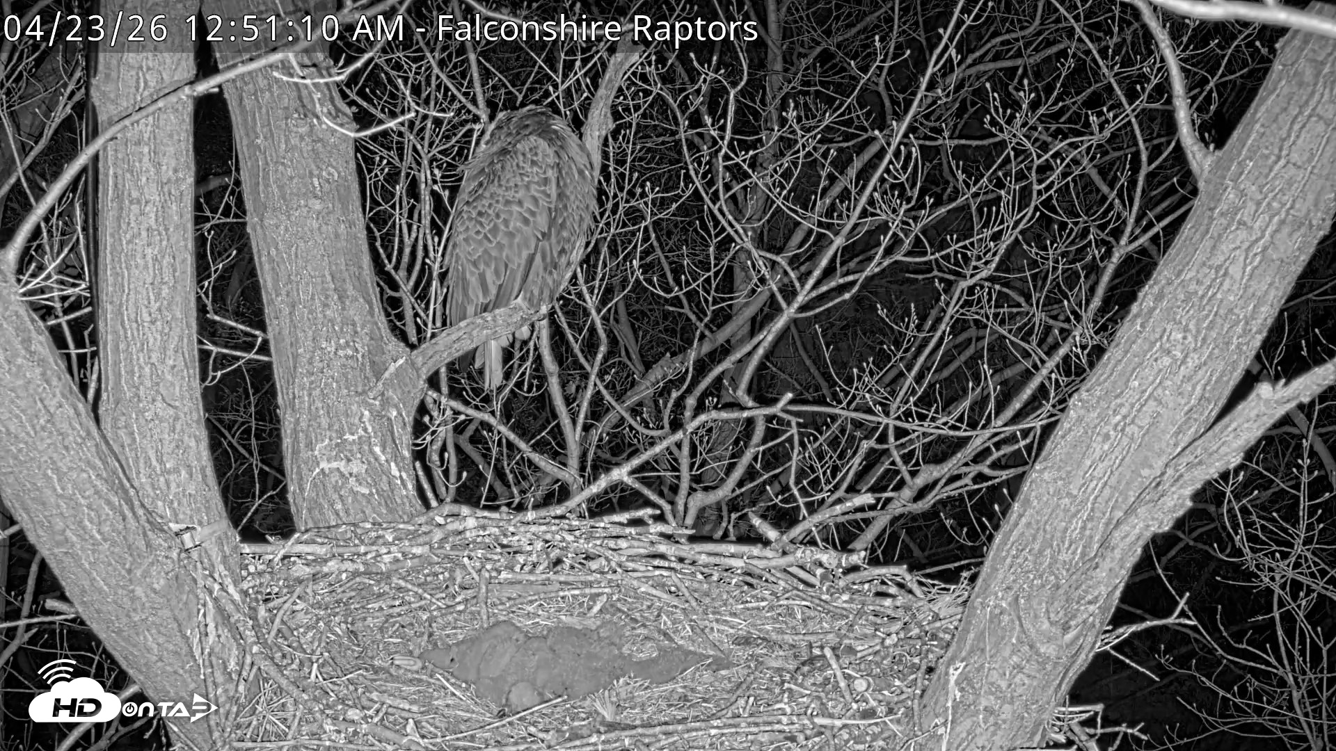 Snapshot of West Michigan Eagles Nest Live Cam taken Apr 23, 2026, 12:52am EDT