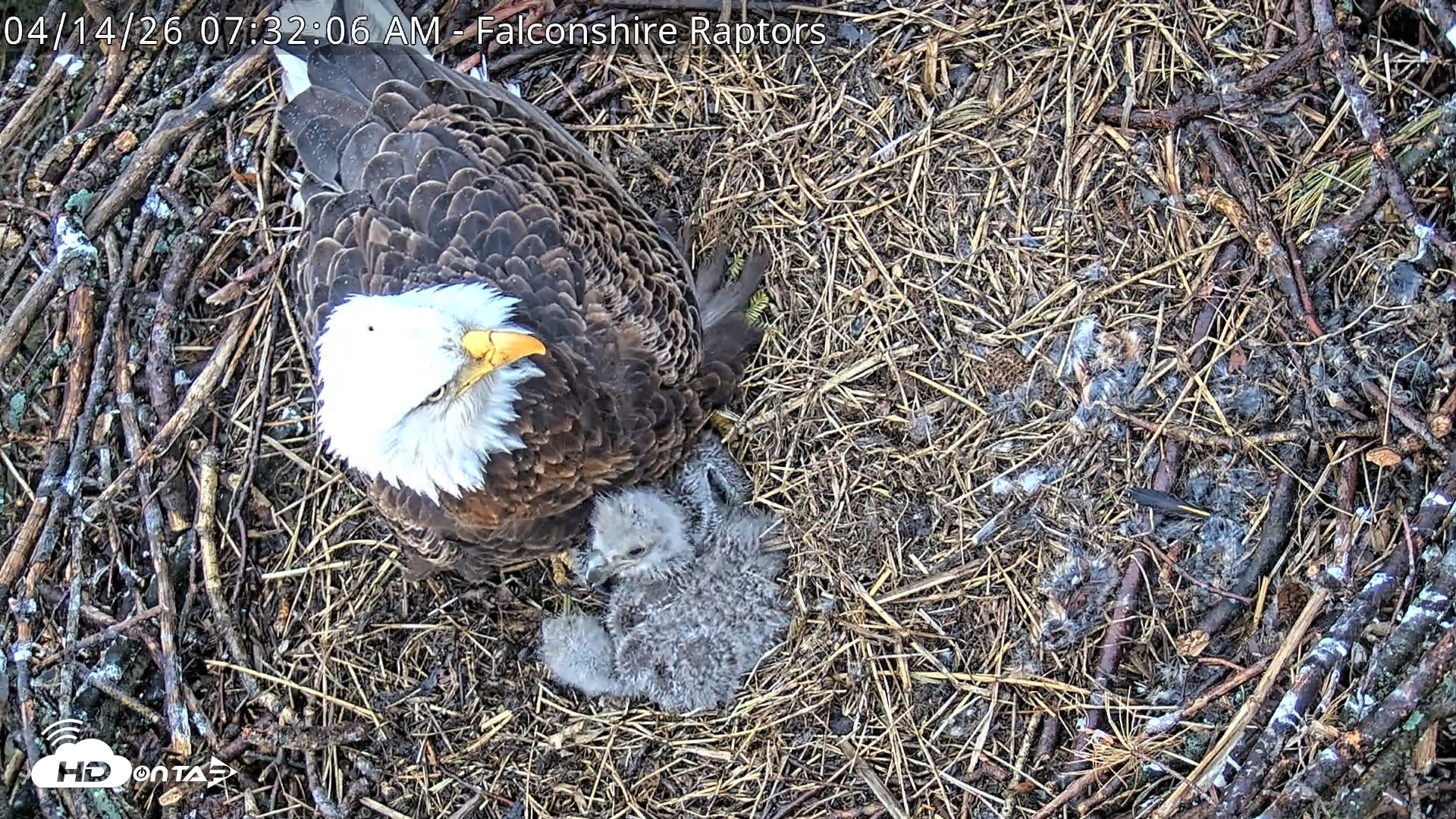 Snapshot of West Michigan Eagles Nest Live Cam taken Apr 14, 2026, 7:33am EDT