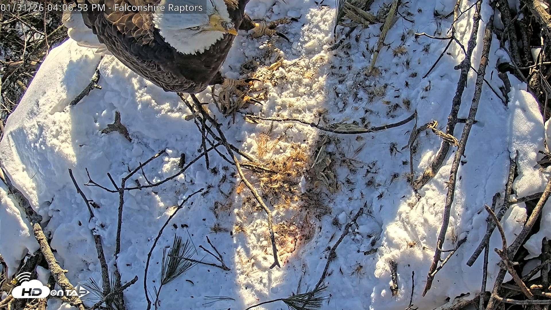 Snapshot of West Michigan Eagles Nest Live Cam taken Jan 31, 2026, 4:08pm EST