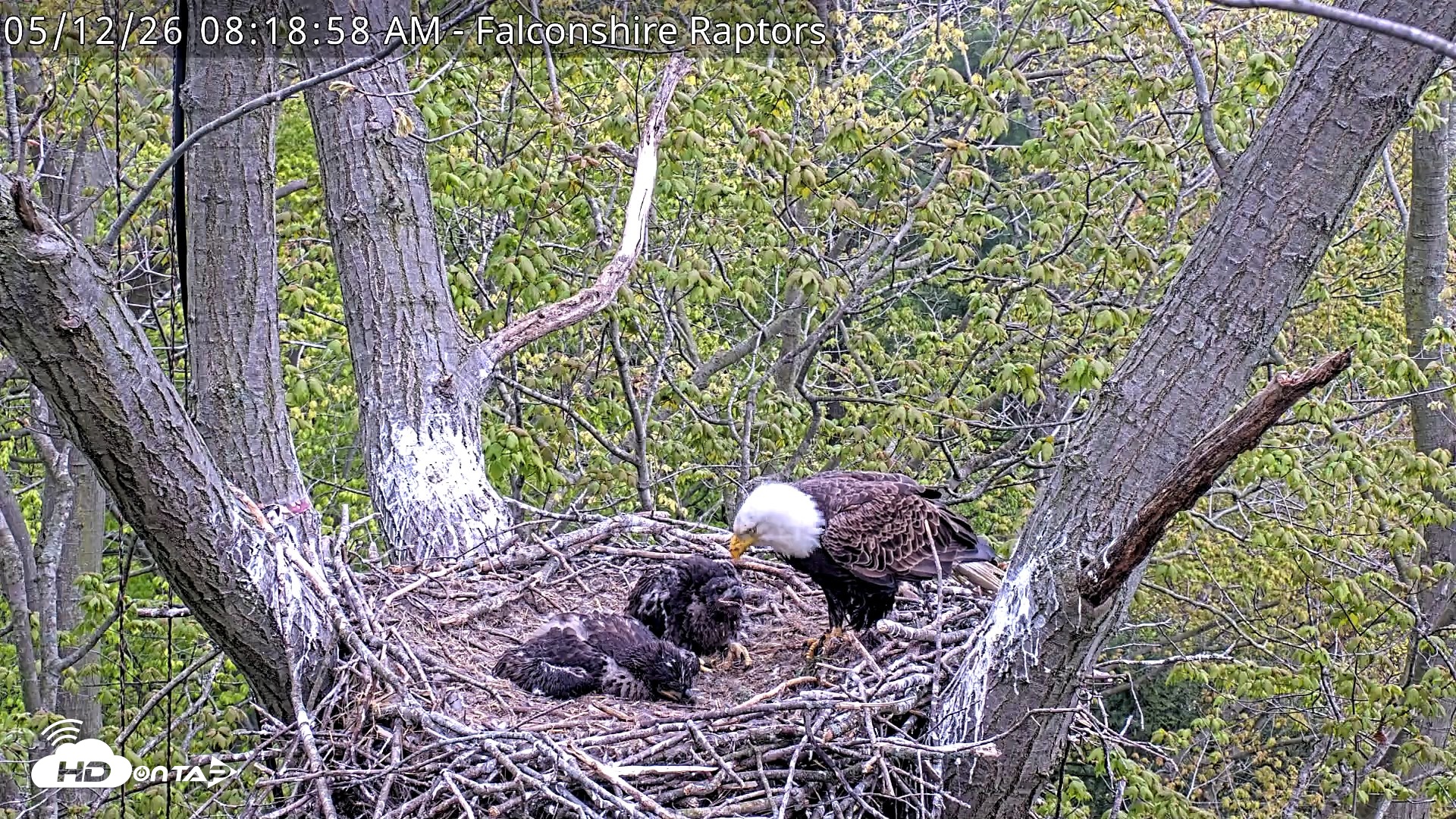 Snapshot of West Michigan Eagles Nest Live Cam taken May 12, 2026, 8:20am EDT