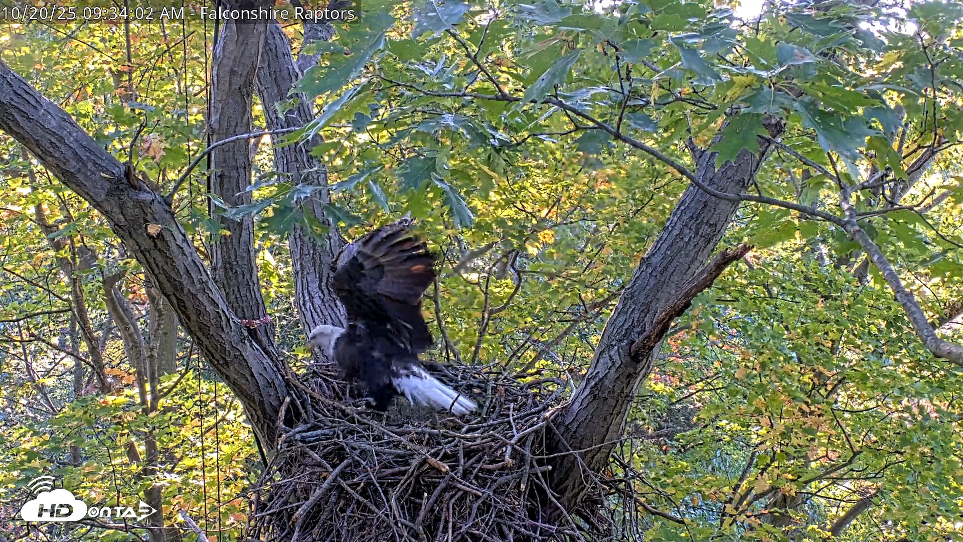 Snapshot of West Michigan Eagles Nest Live Cam taken Oct 20, 2025, 9:26am EDT