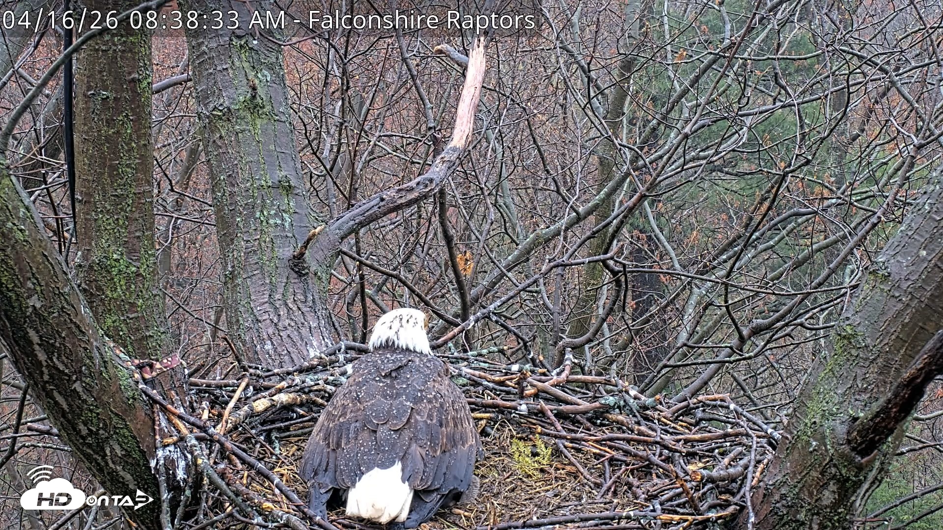 Snapshot of West Michigan Eagles Nest Live Cam taken Apr 16, 2026, 8:39am EDT