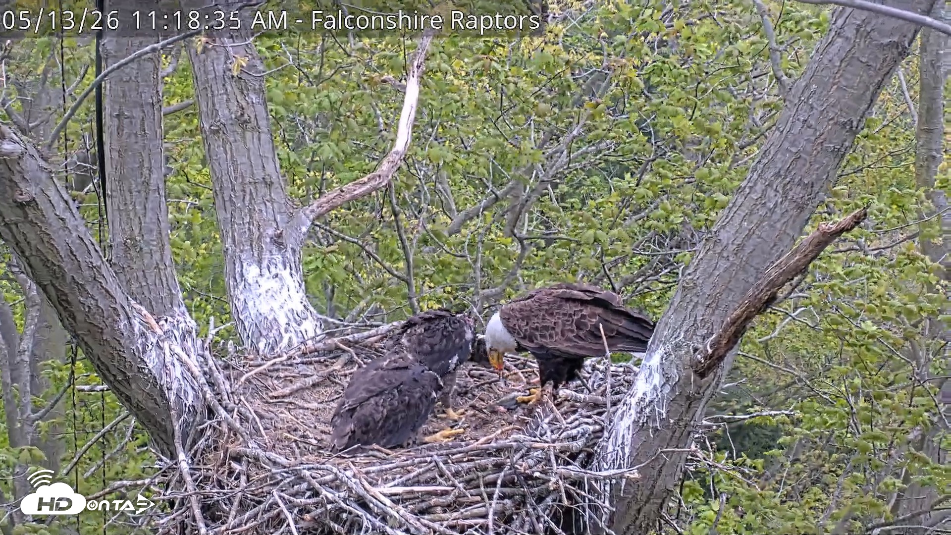 Snapshot of West Michigan Eagles Nest Live Cam taken May 13, 2026, 11:19am EDT