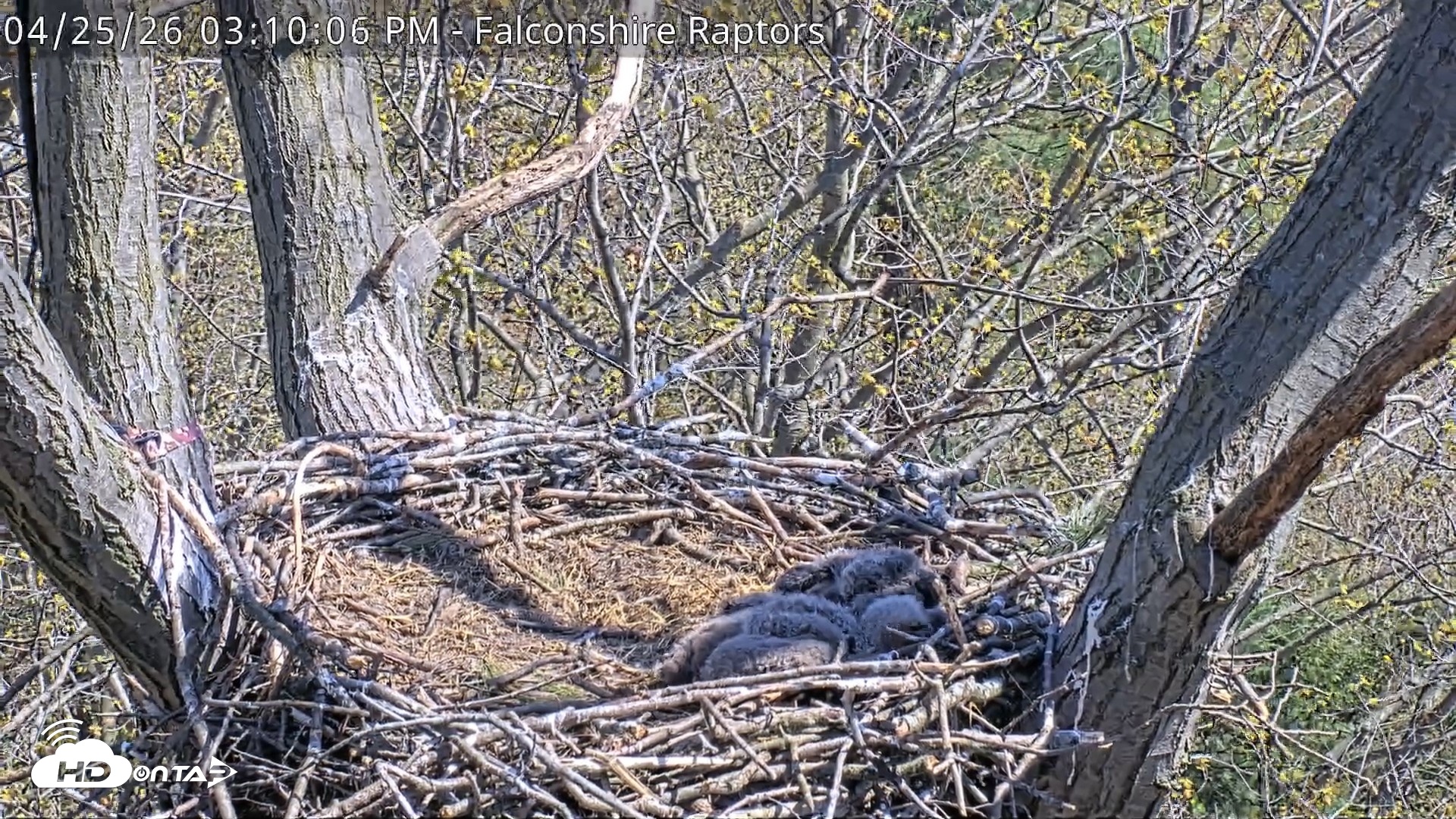 Snapshot of West Michigan Eagles Nest Live Cam taken Apr 25, 2026, 3:10pm EDT
