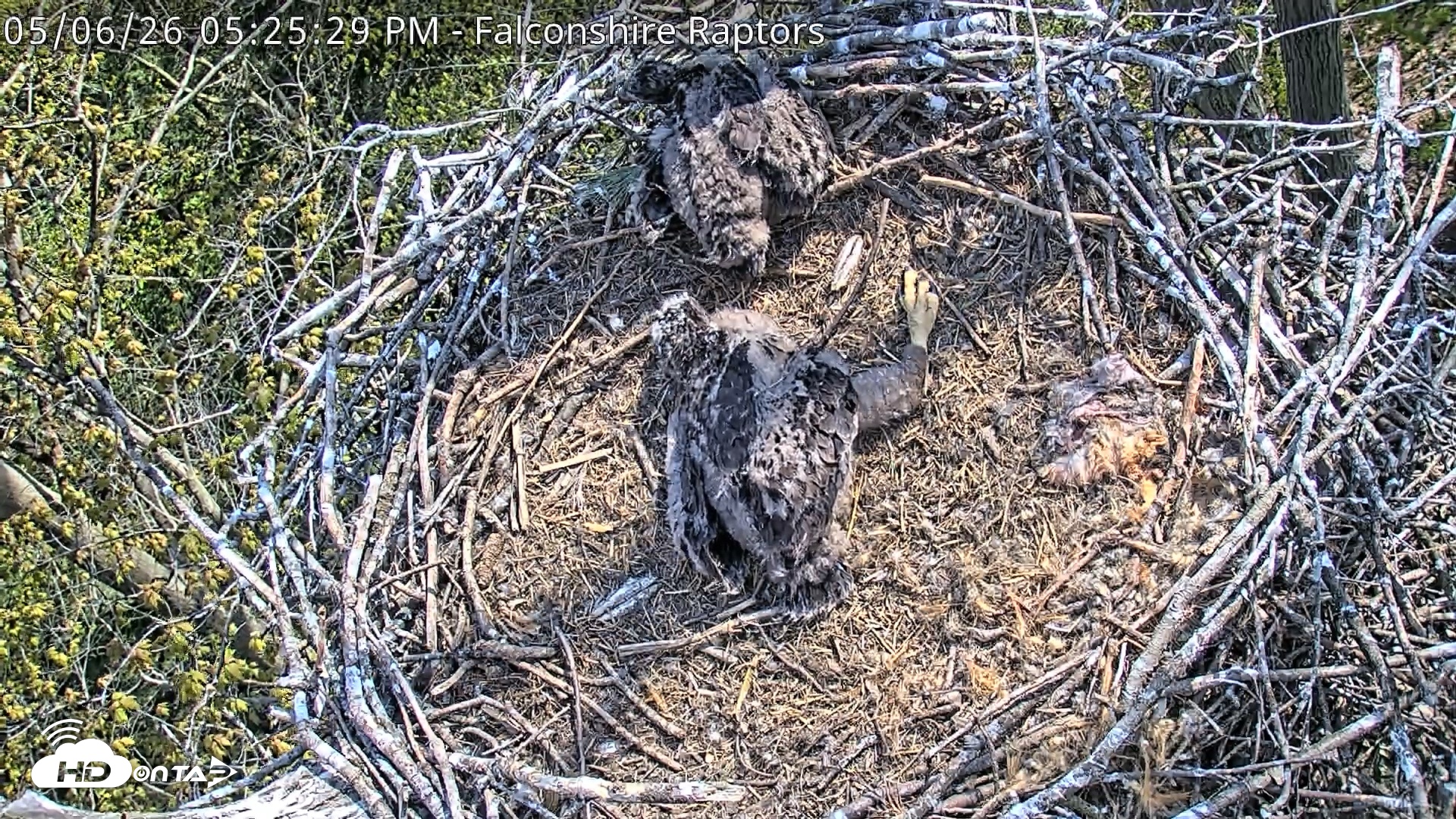 Snapshot of West Michigan Eagles Nest Live Cam taken May 6, 2026, 5:27pm EDT
