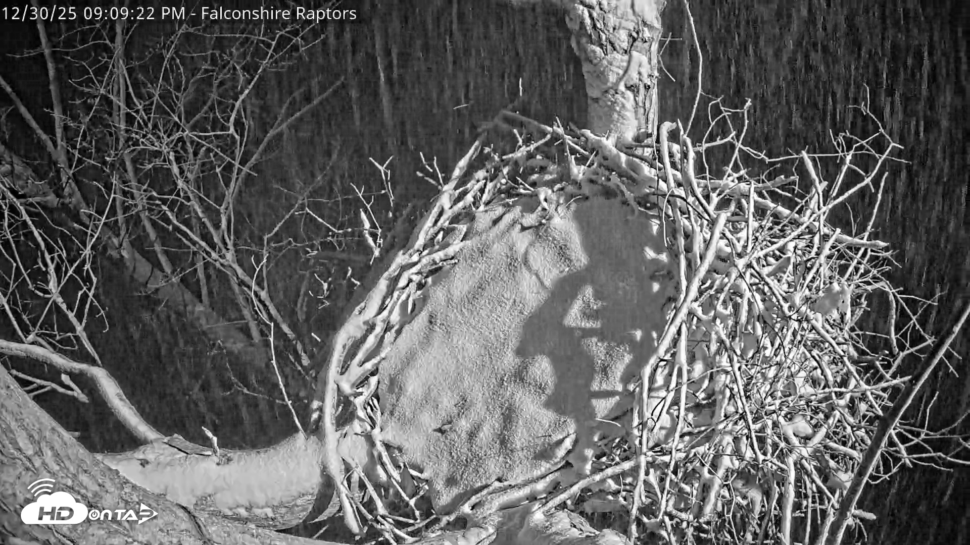 Snapshot of West Michigan Eagles Nest Live Cam taken Dec 30, 2025, 9:11pm EST