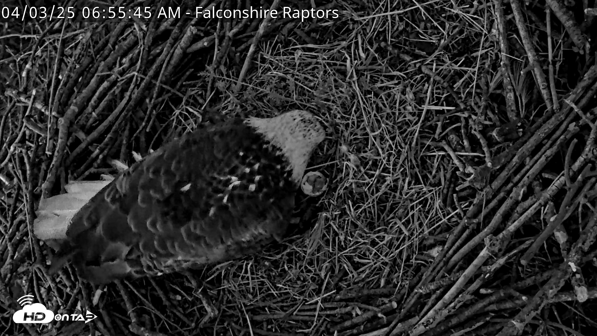 Snapshot of West Michigan Eagles Nest Live Cam taken Apr 3, 2025, 6:56am EDT